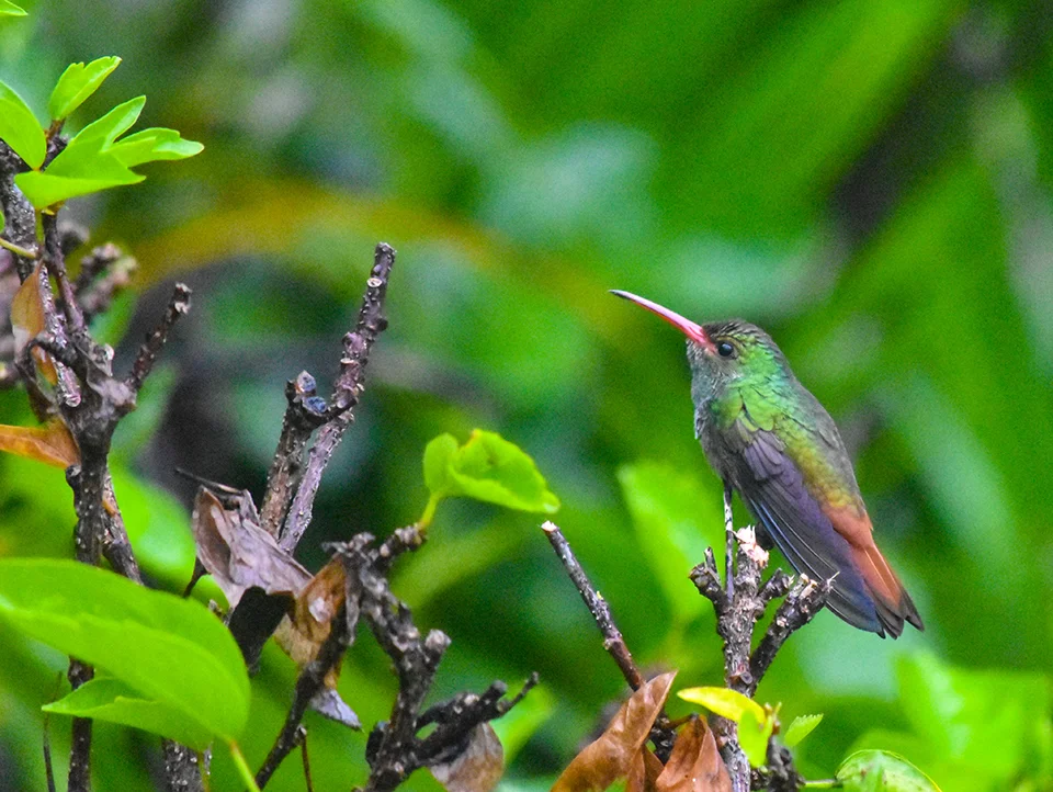 rainbow winged beauty.