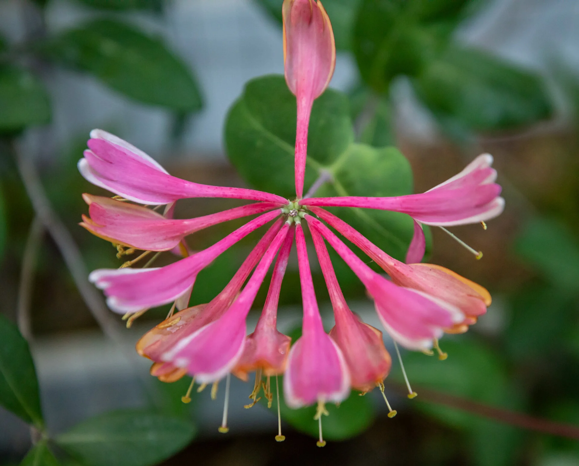  Coral Bells Honey Suckle 