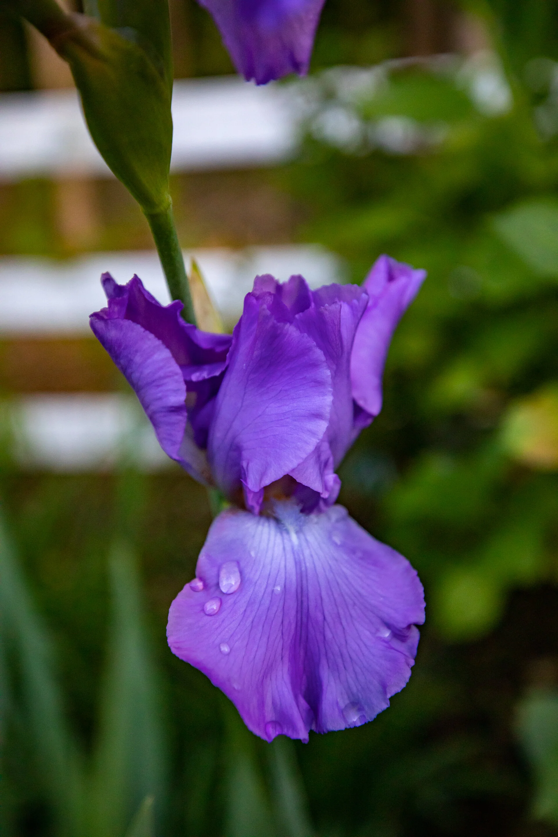  Iris   