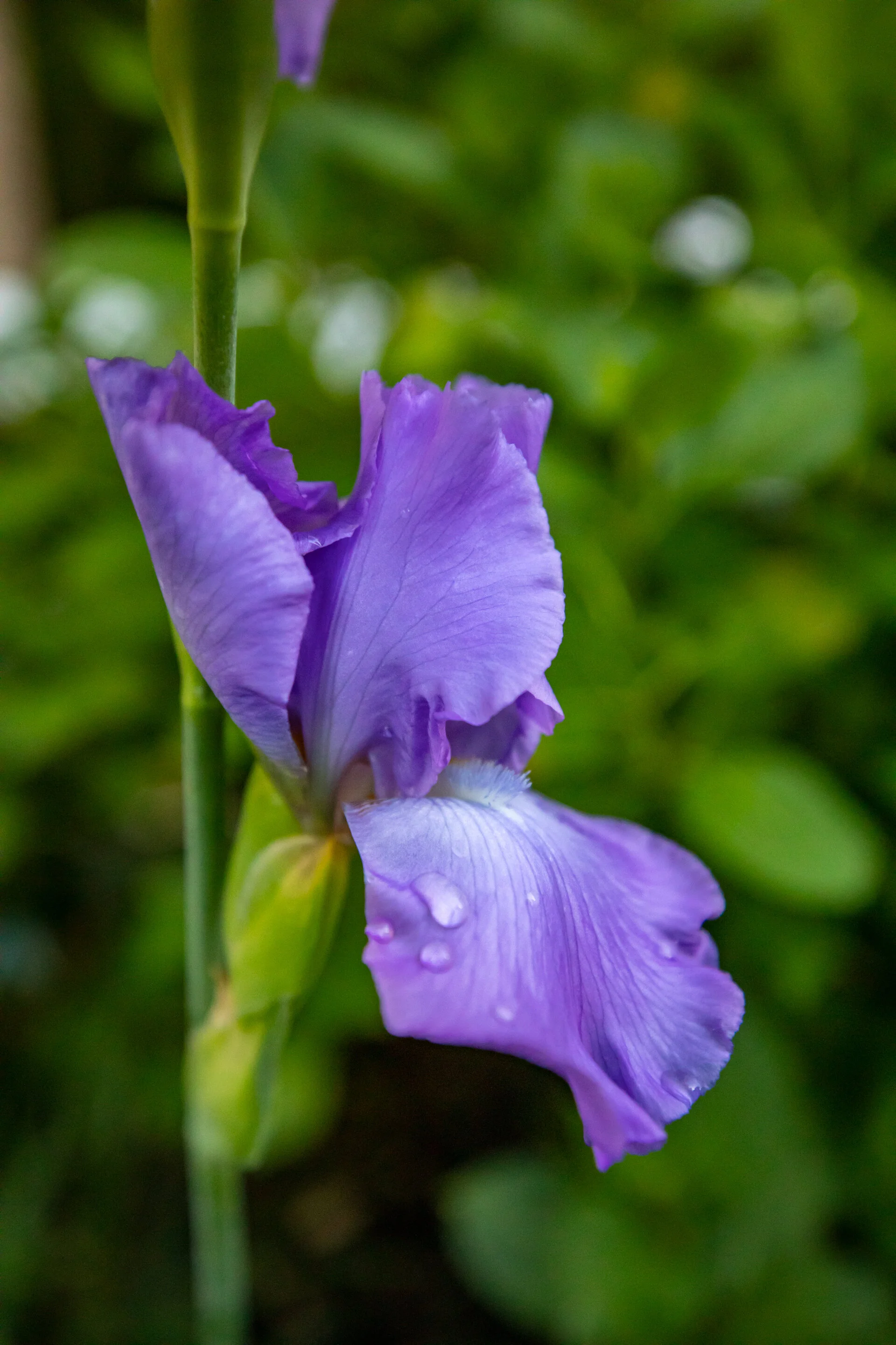  Iris 