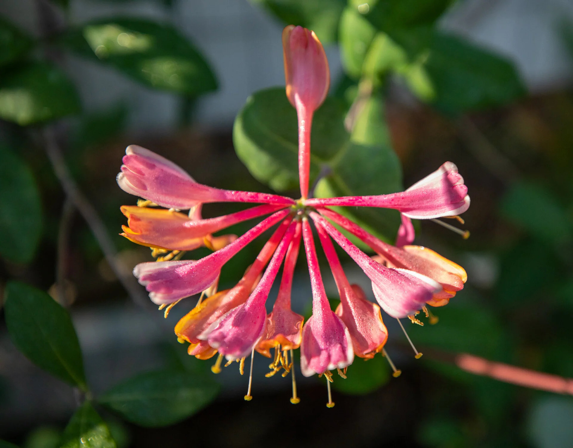  Coral Bells Honey Suckle 