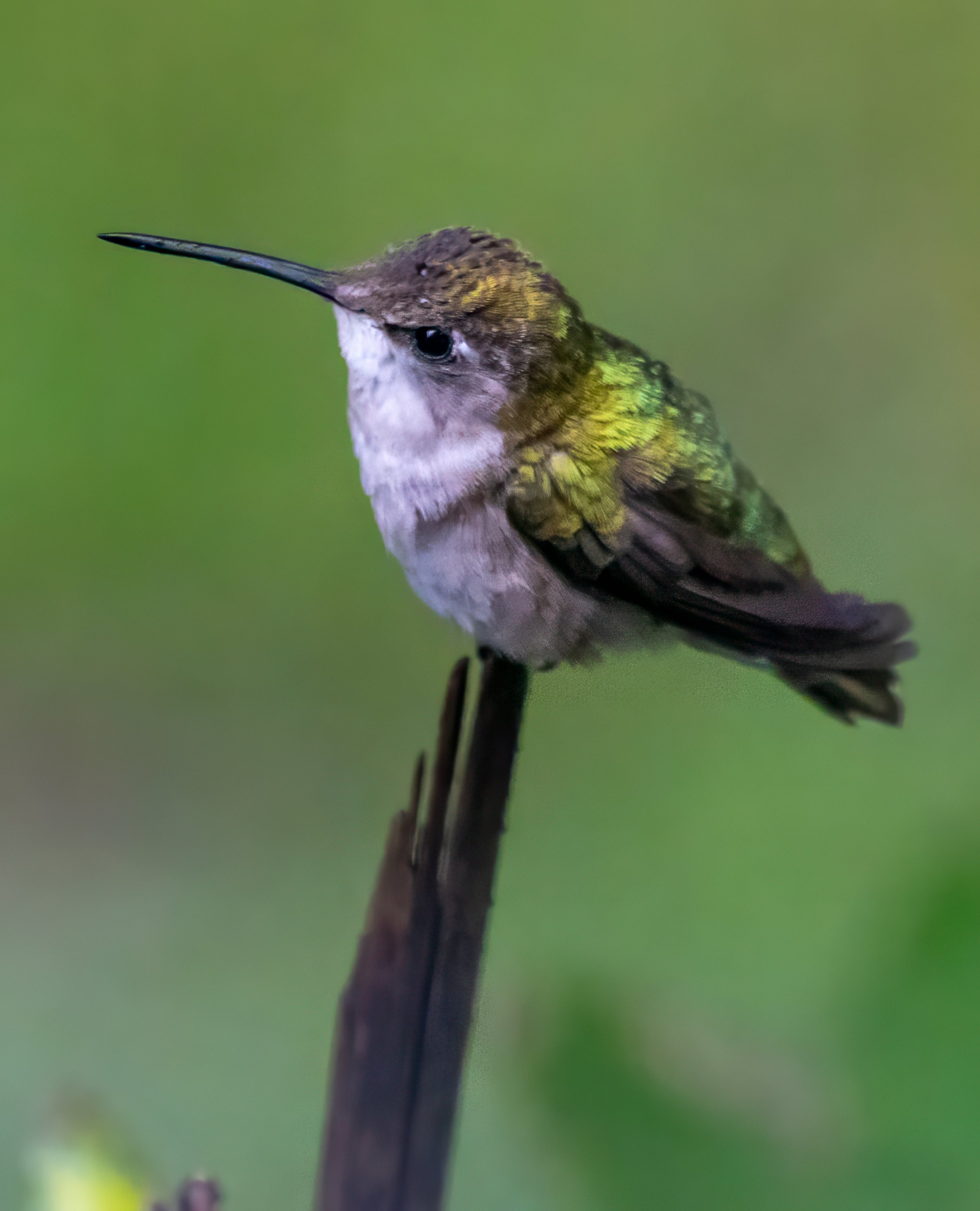 1H1A2989-Edit.jpg