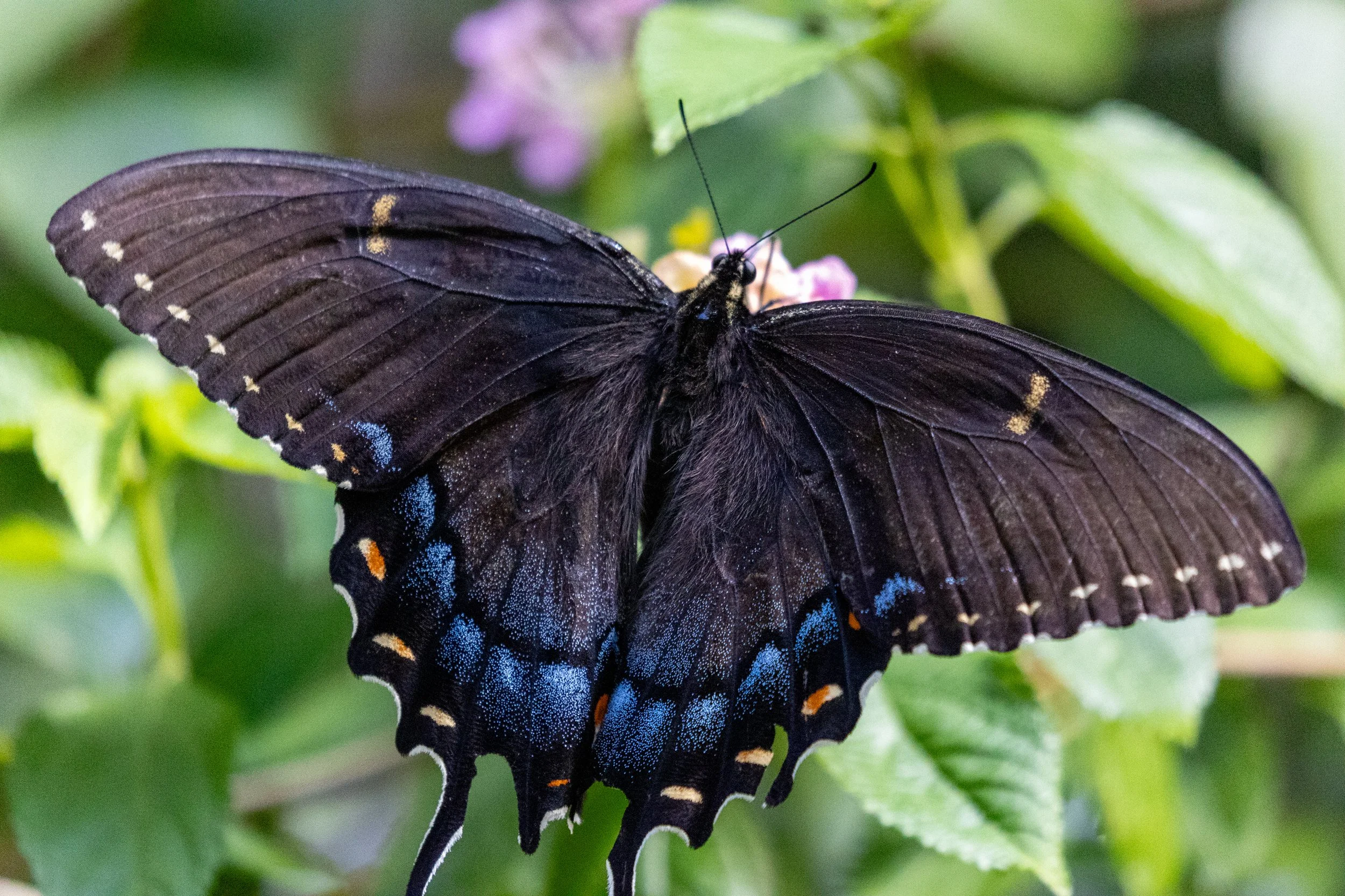 1H1A3137.jpg