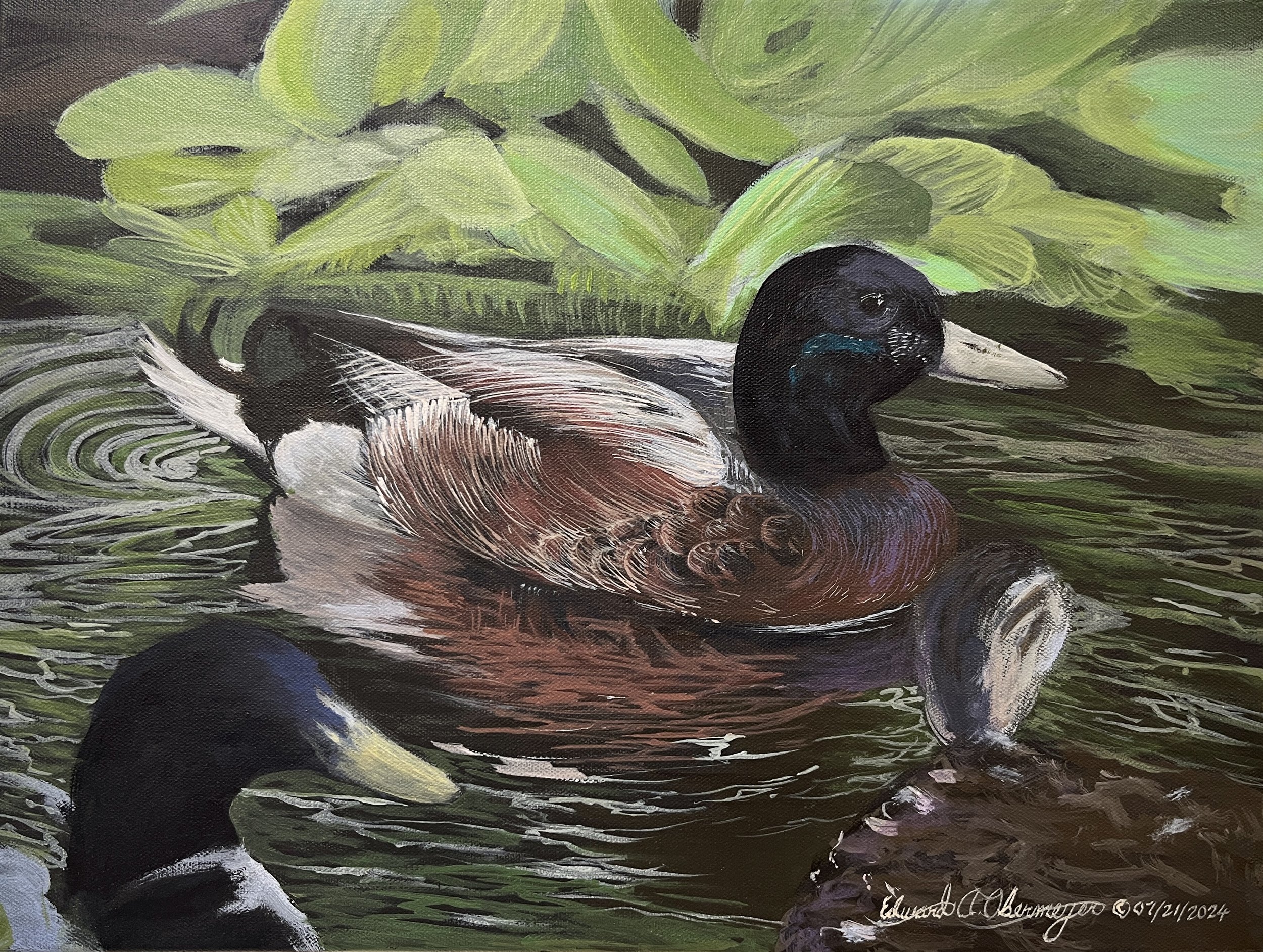 Mallard Series No. 1 © 07/21/2024
