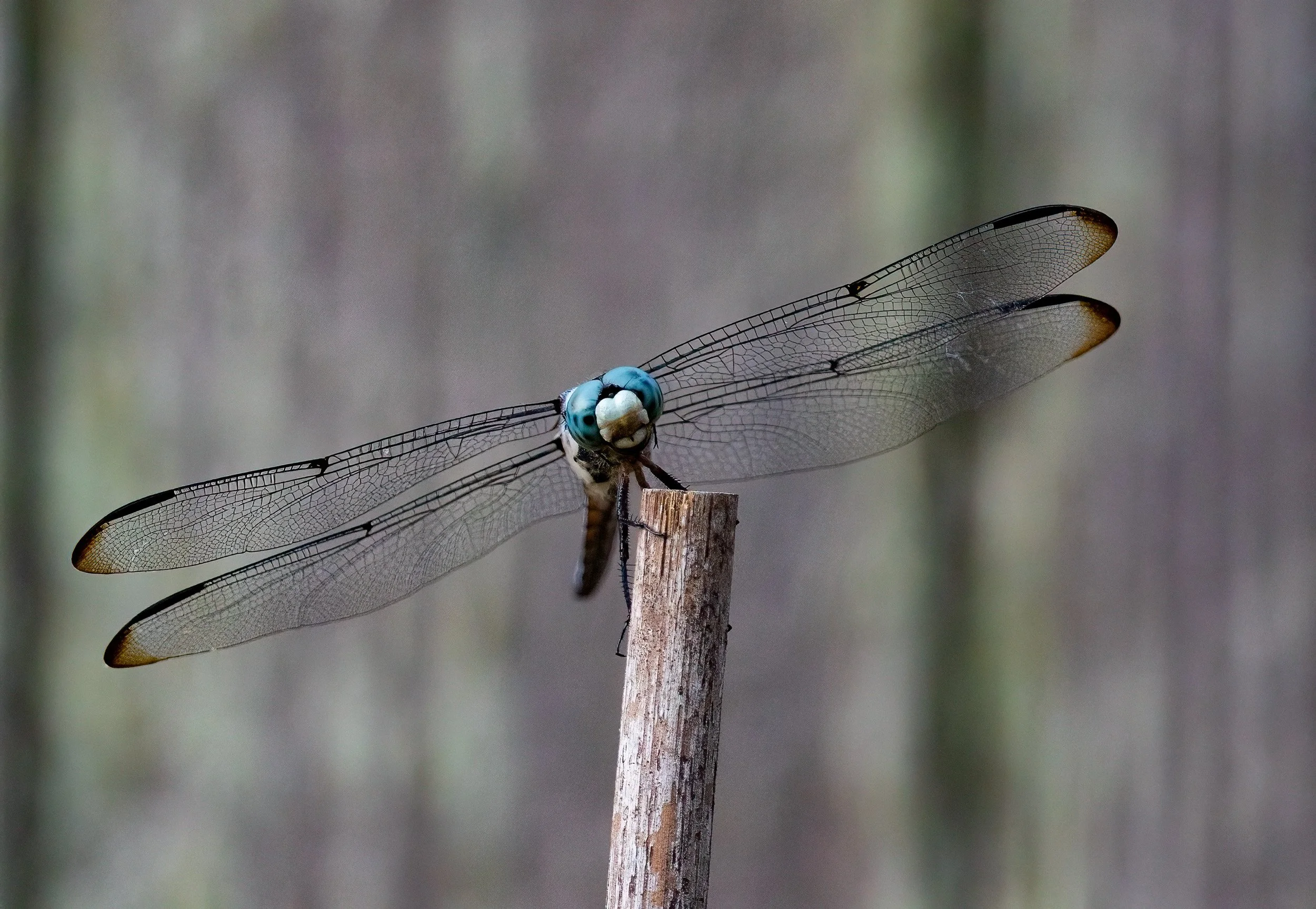 1H1A2514-Edit.jpg