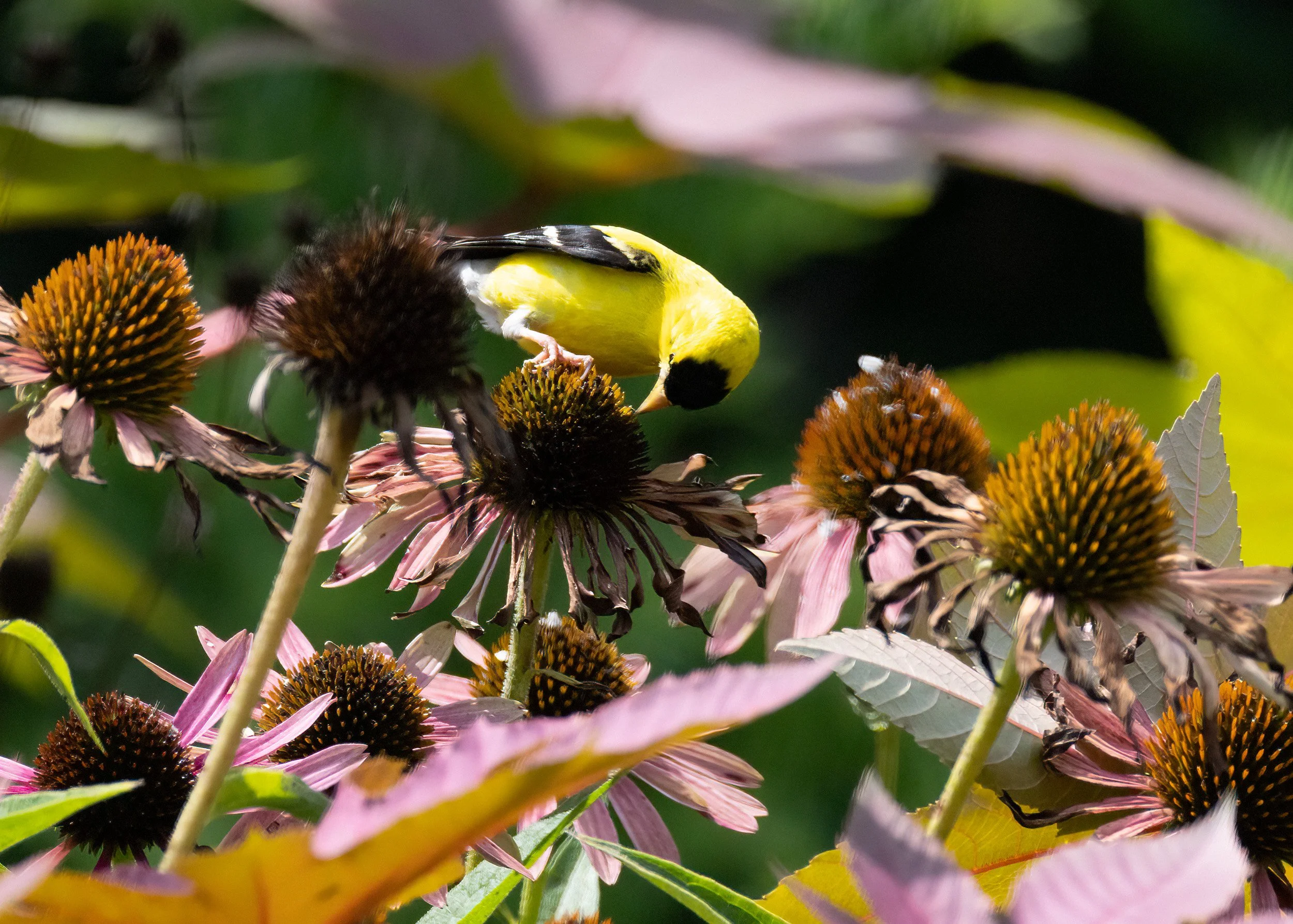 1H1A2548-Edit.jpg