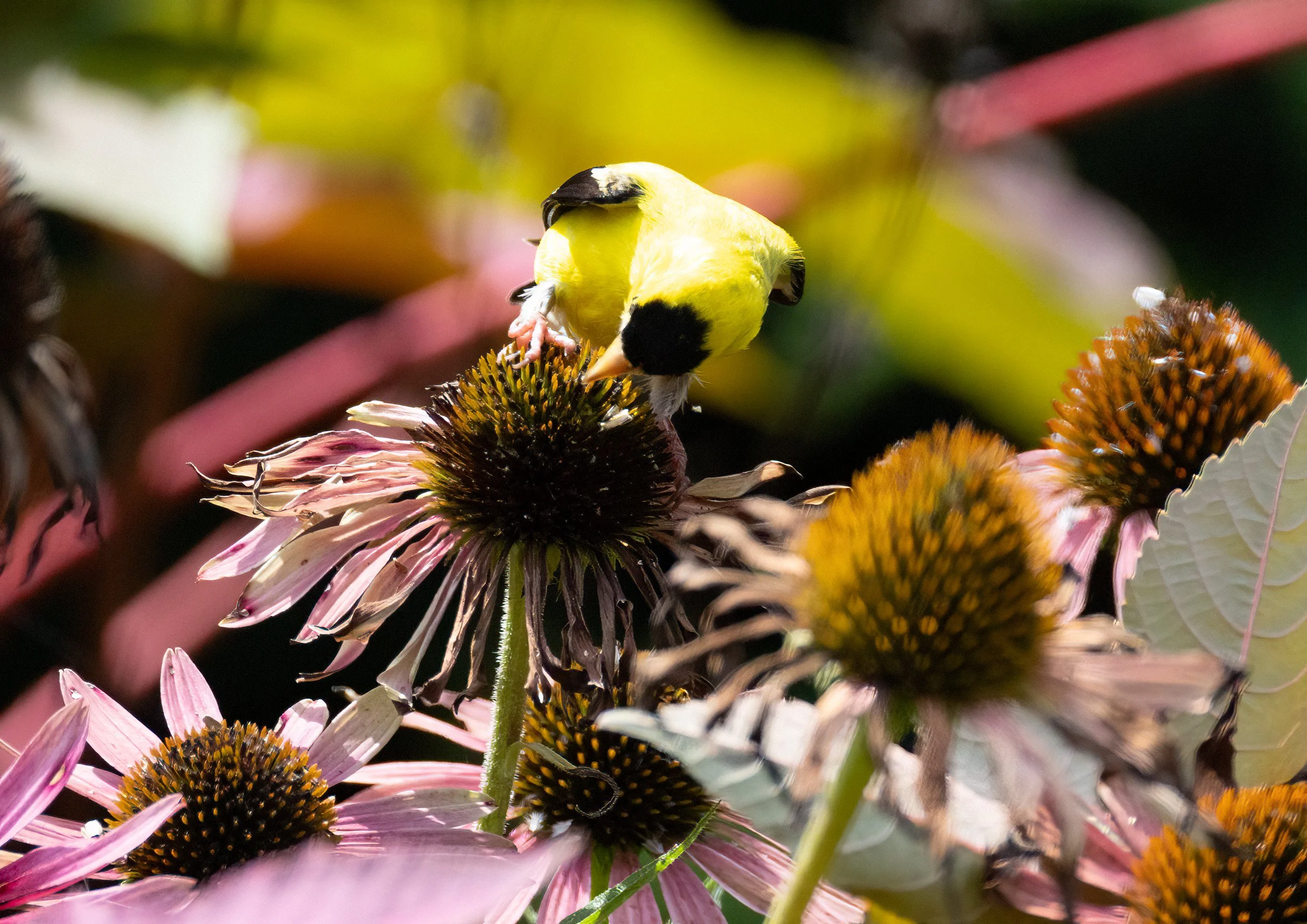 1H1A2571-Edit.jpg