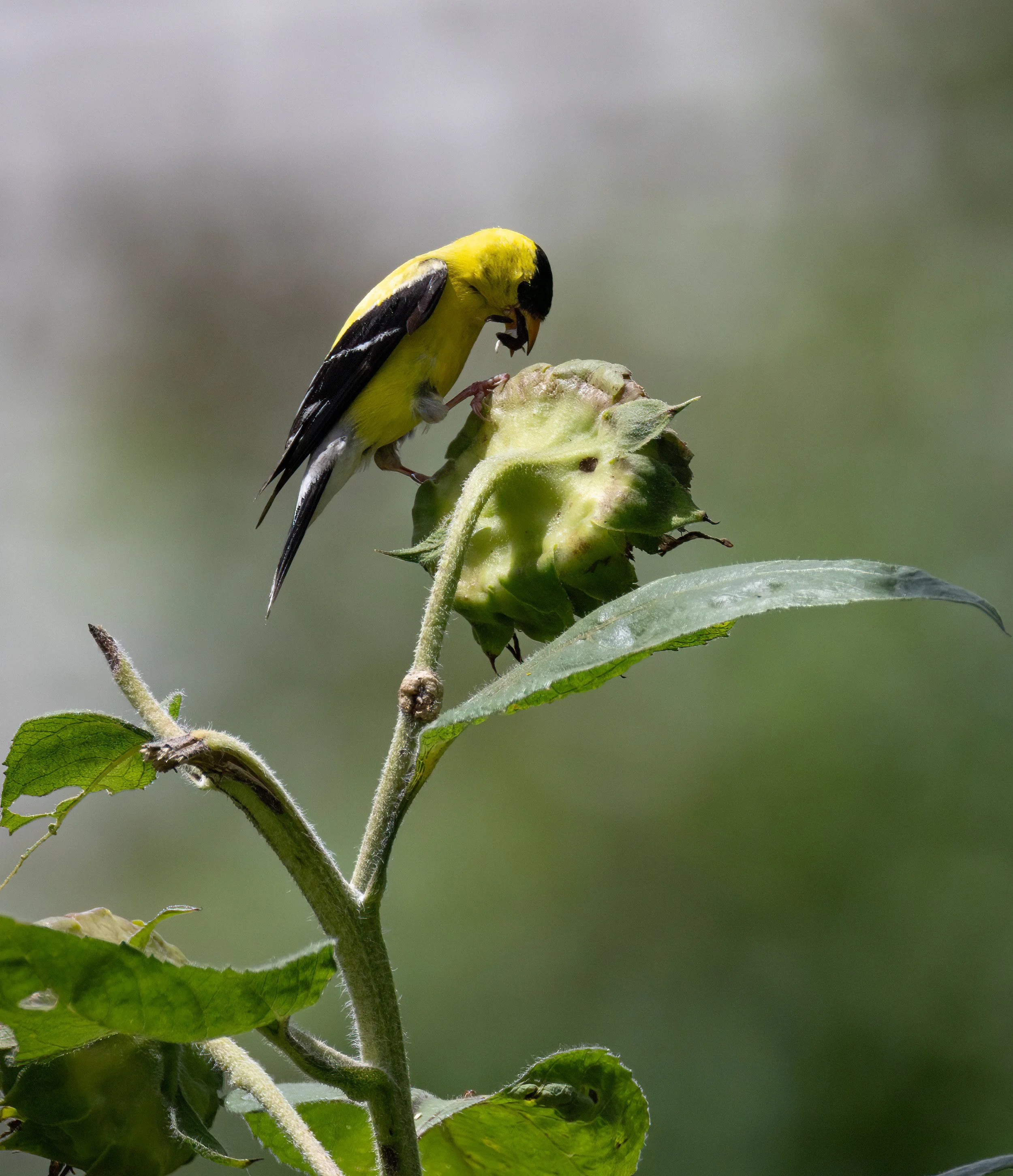 1H1A2620-Edit.jpg