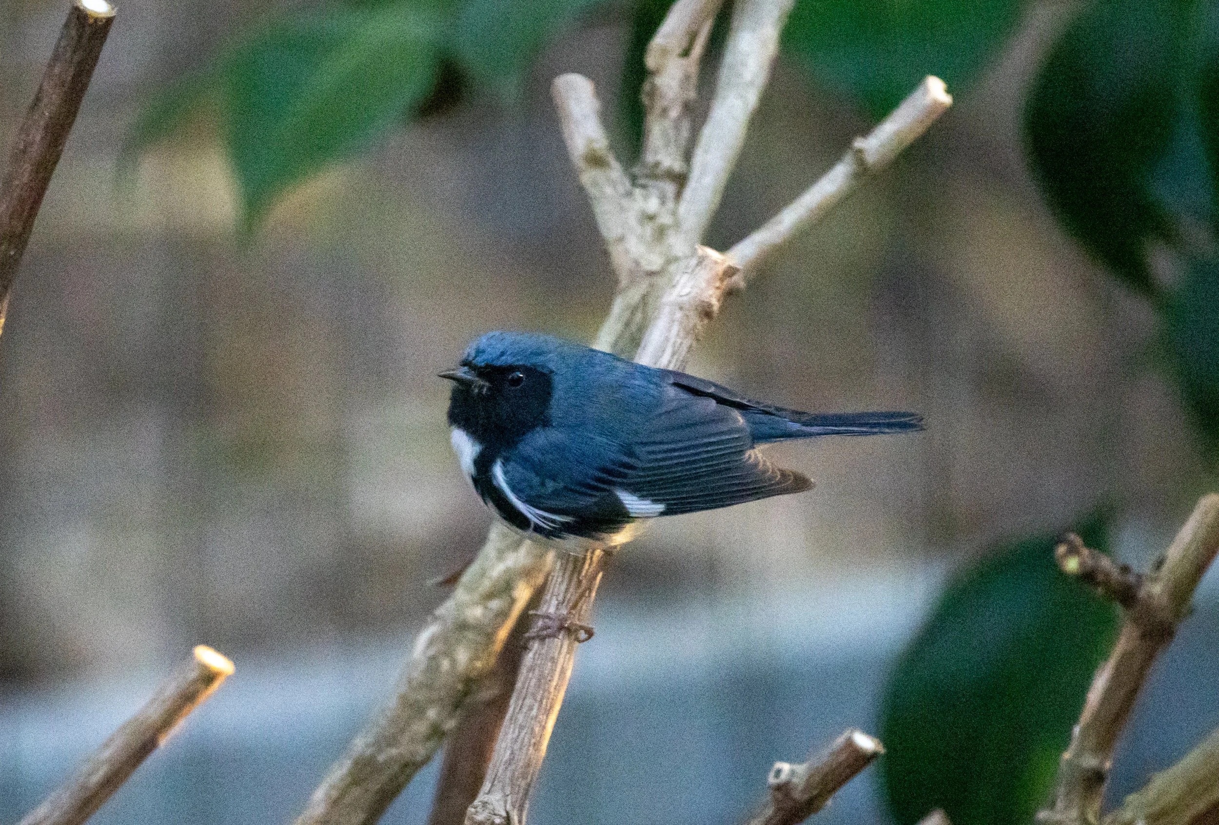 1X5A4095.jpg