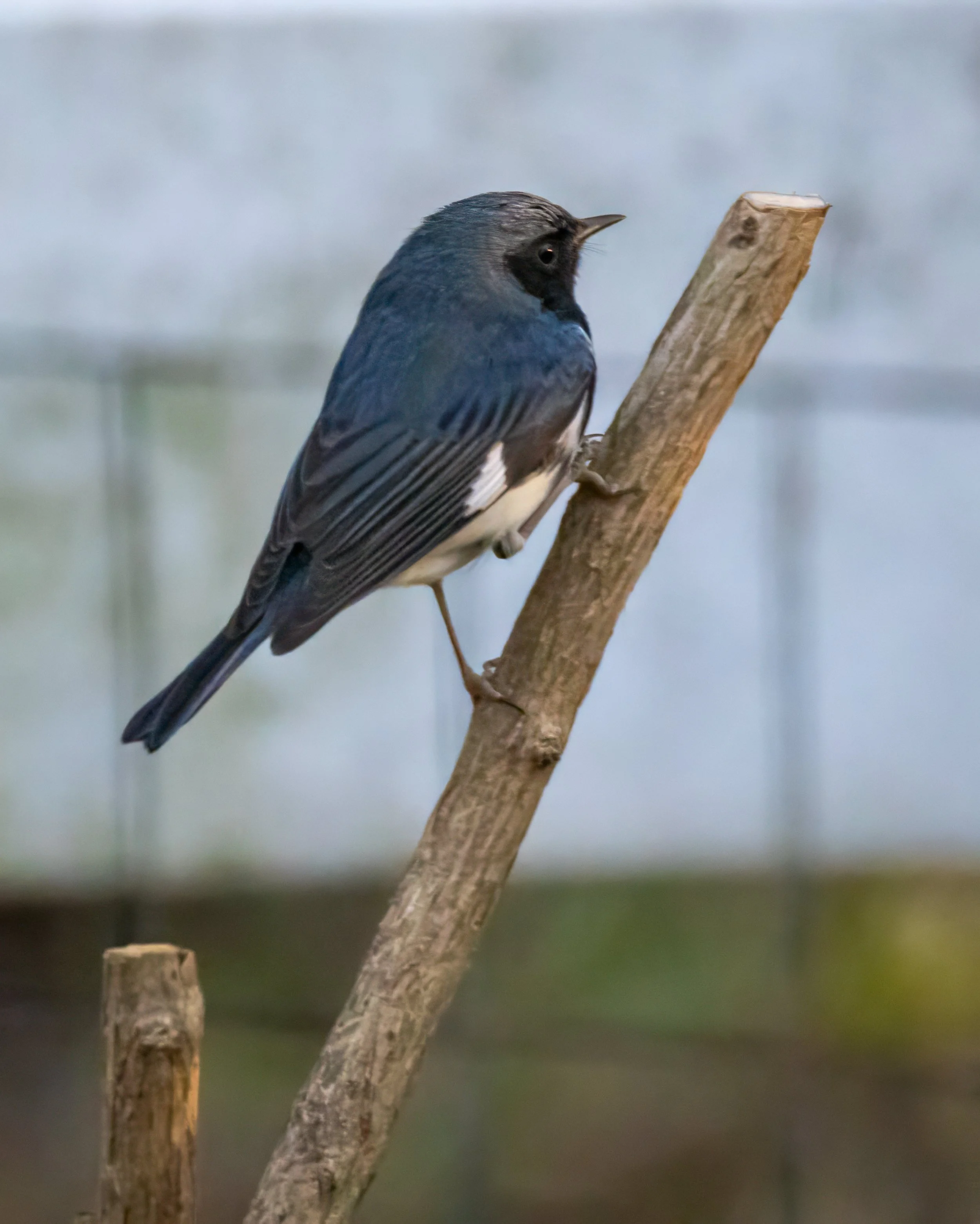 1X5A4108-Edit.jpg