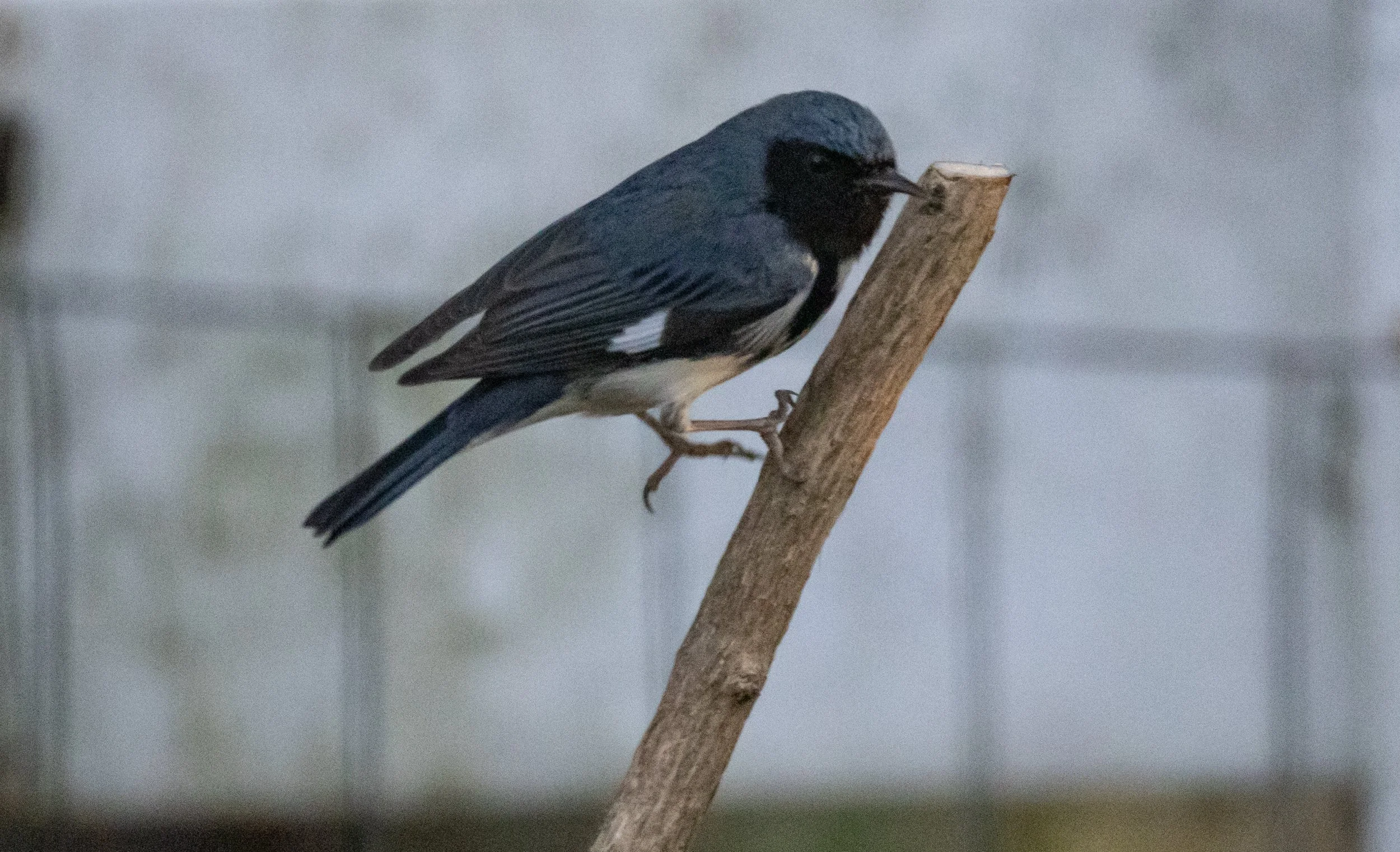 1X5A4115.jpg