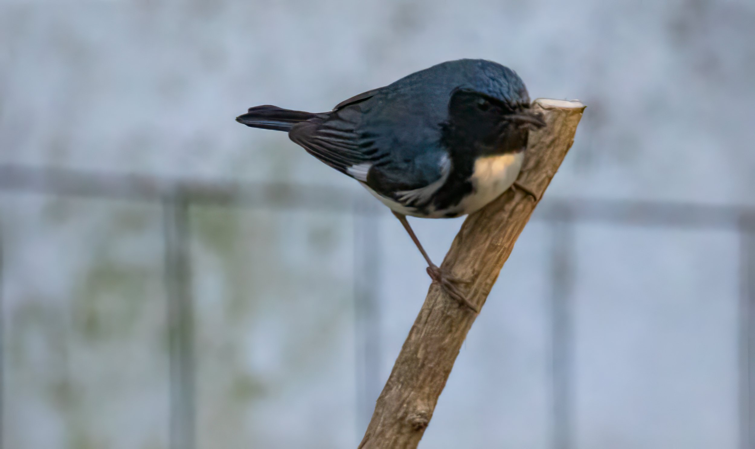 1X5A4116-Edit.jpg