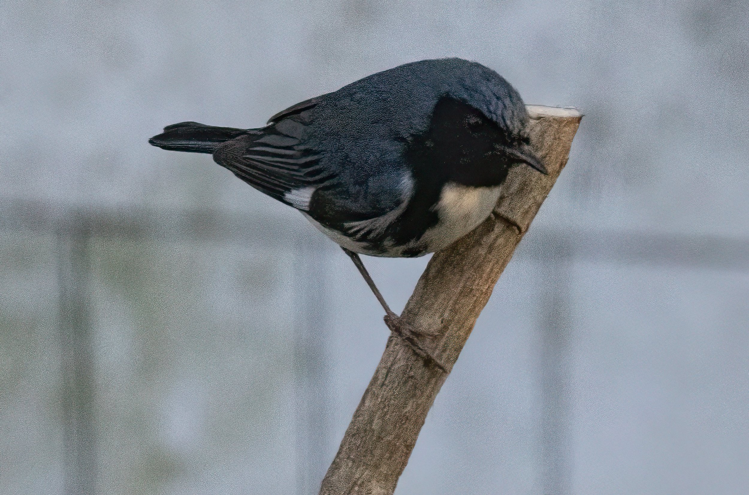 1X5A4117-Edit.jpg