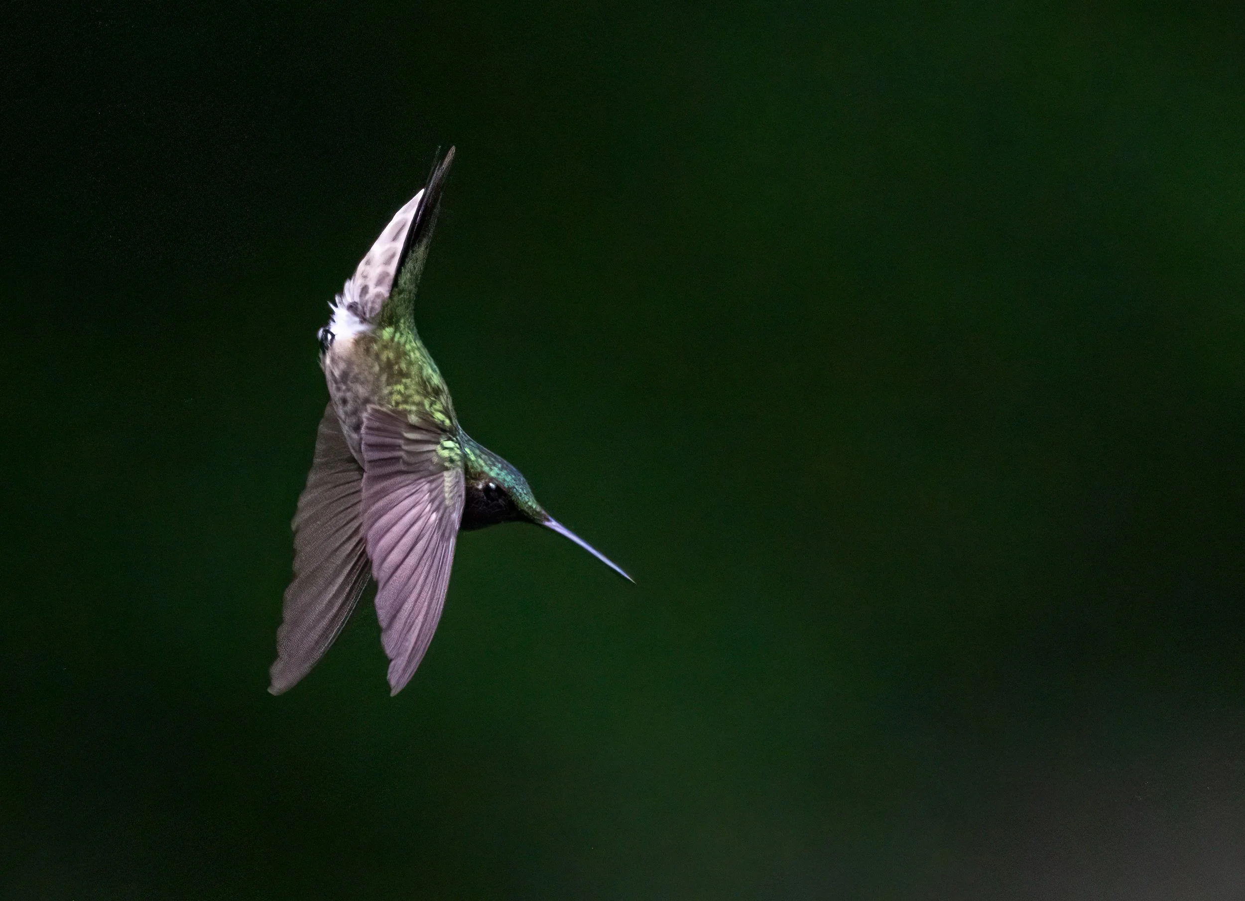 1X5A5820-Edit-3.jpg