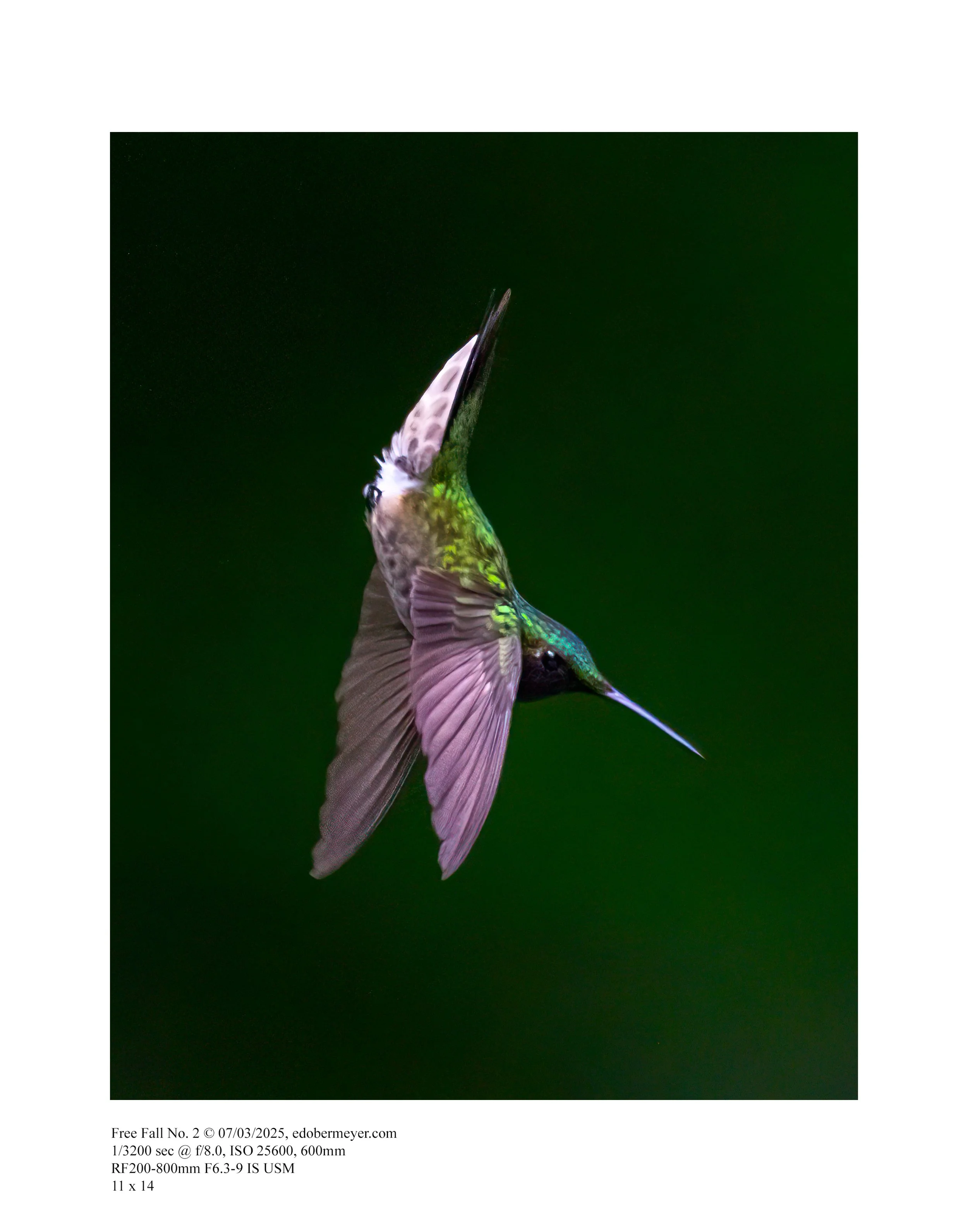 Free Fall No. 2 © 07/03/2025