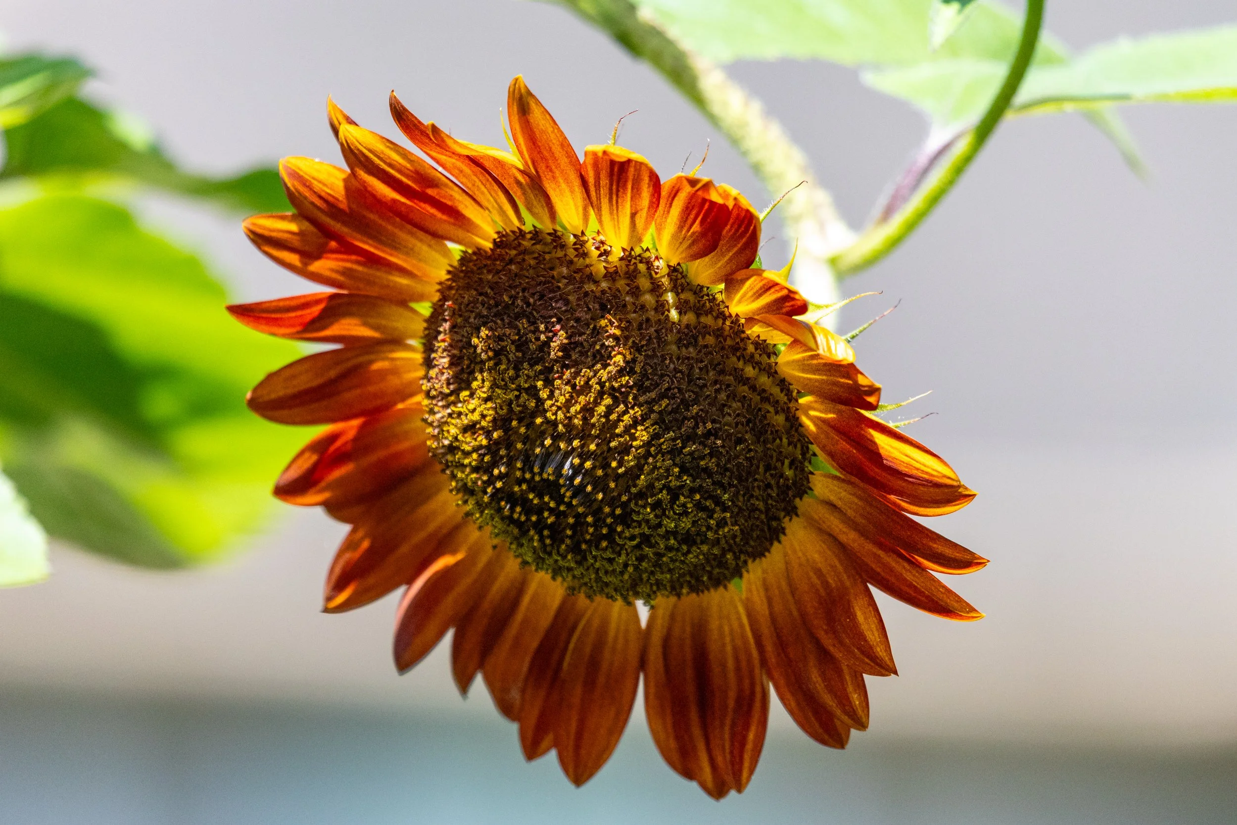 1X5A6312.jpg