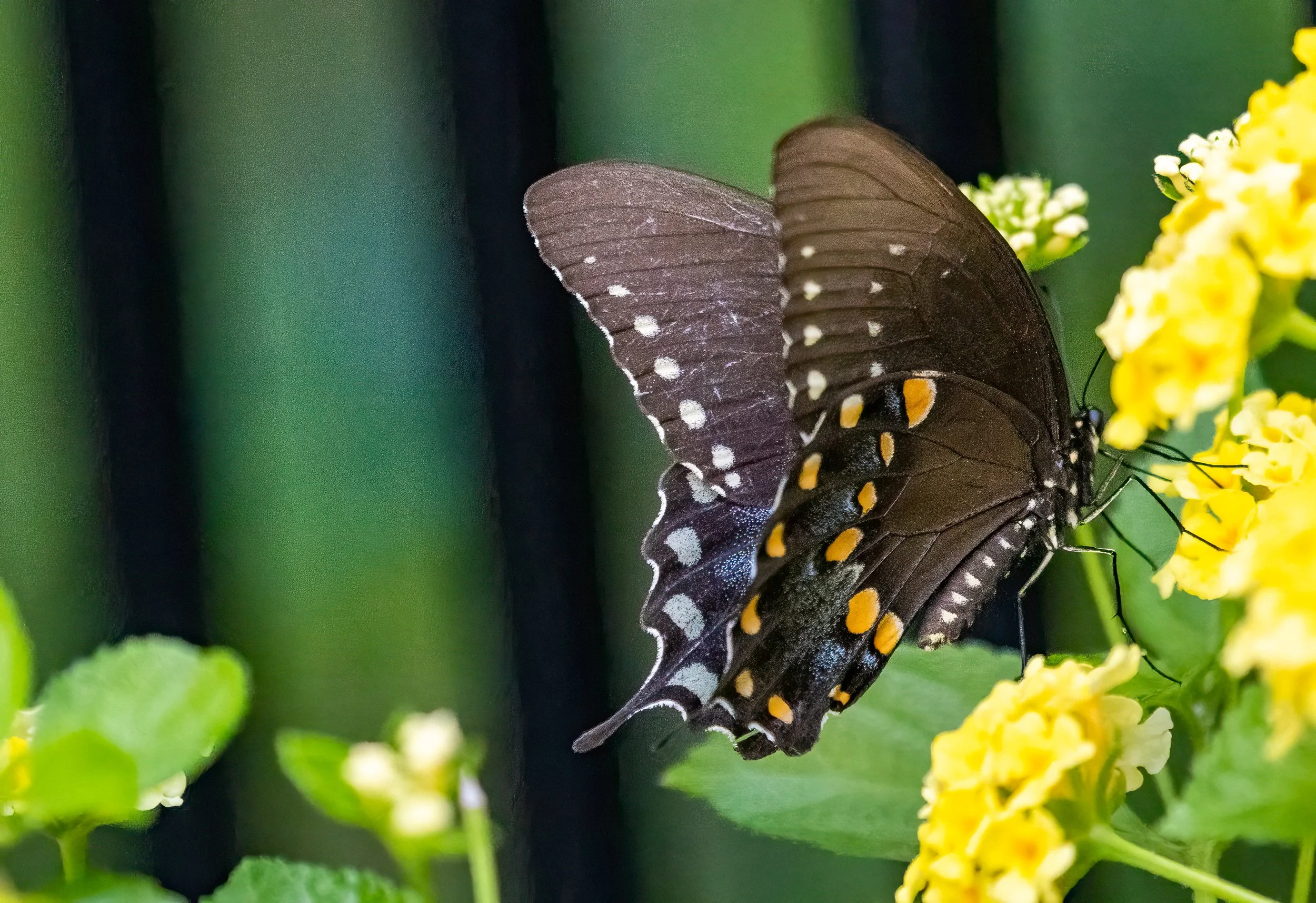 1X5A6319-Edit.jpg