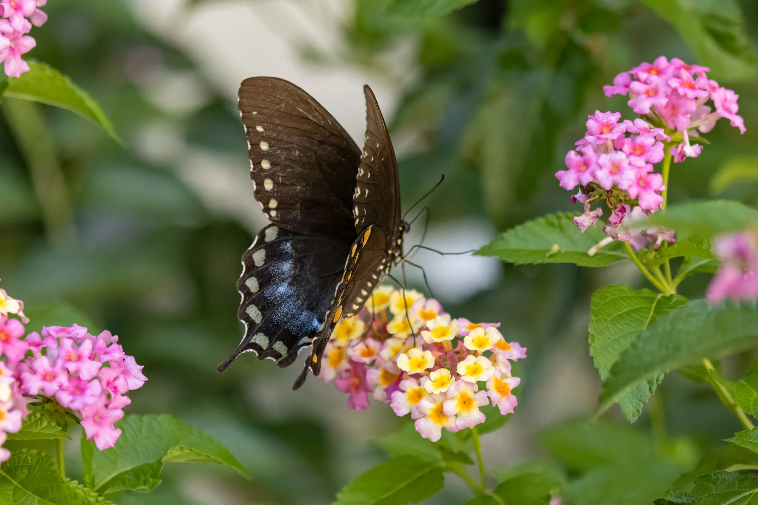 1X5A6331-Edit.jpg