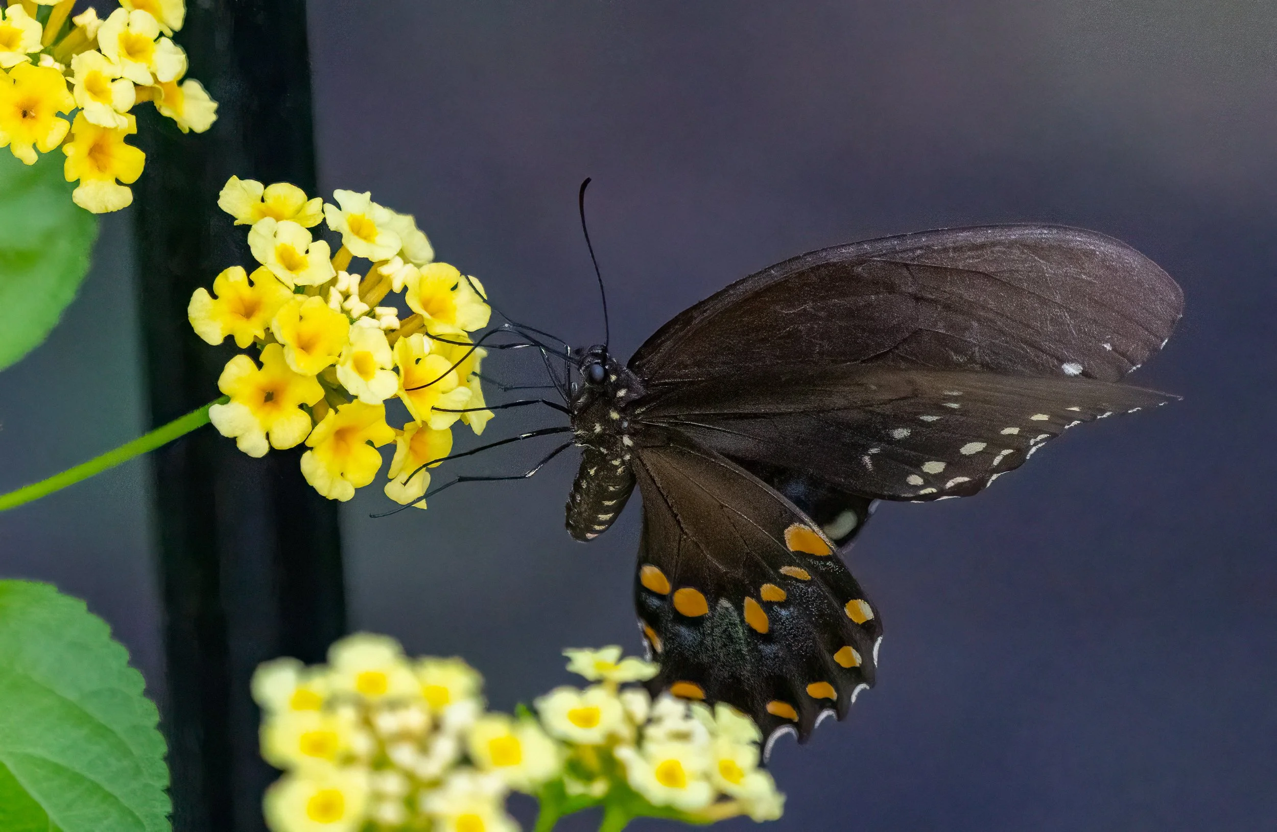 1X5A6335-Edit.jpg