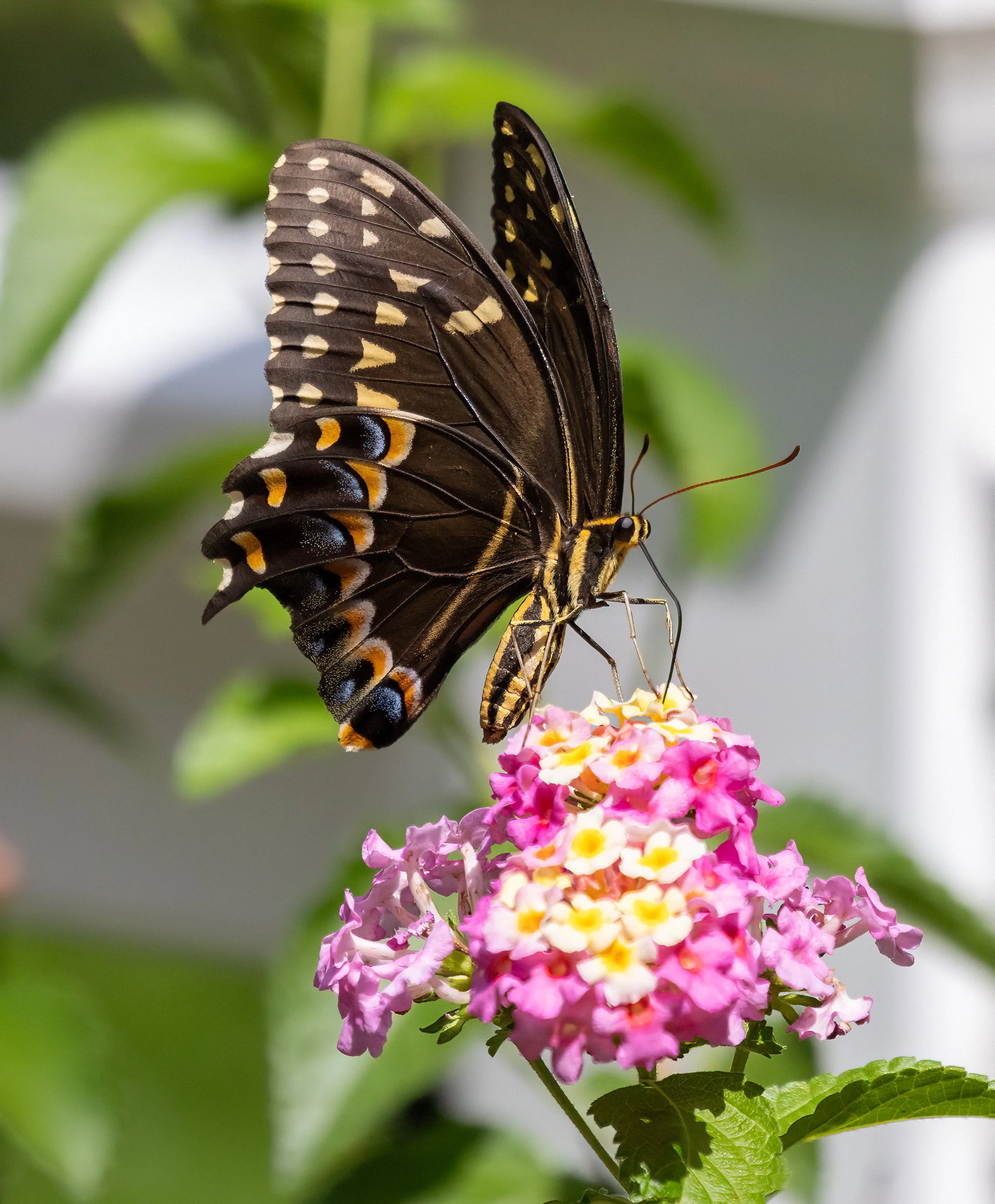 1X5A6351-Edit.jpg