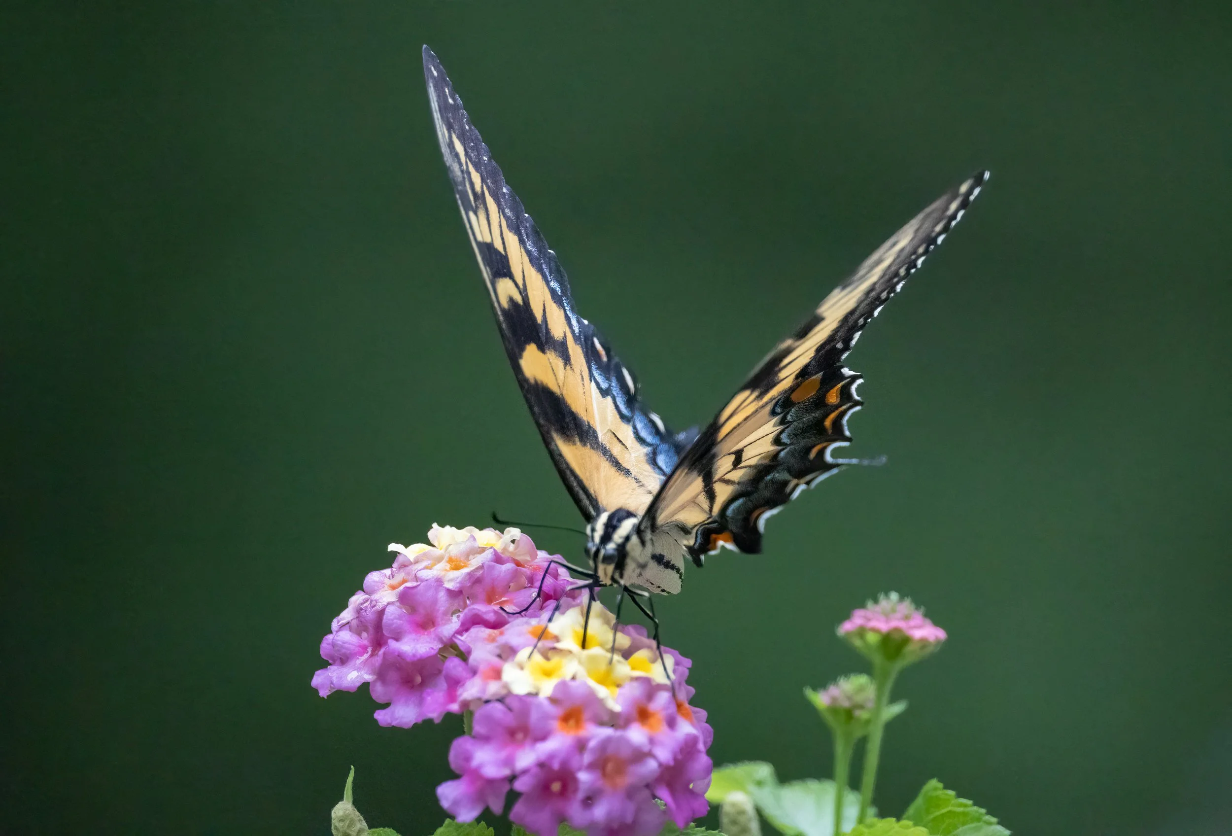 8L2A2483-Edit.jpg