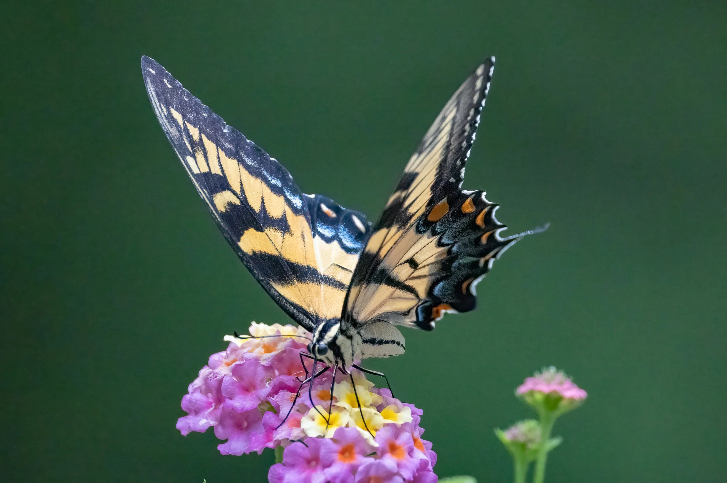 8L2A2489-Edit.jpg