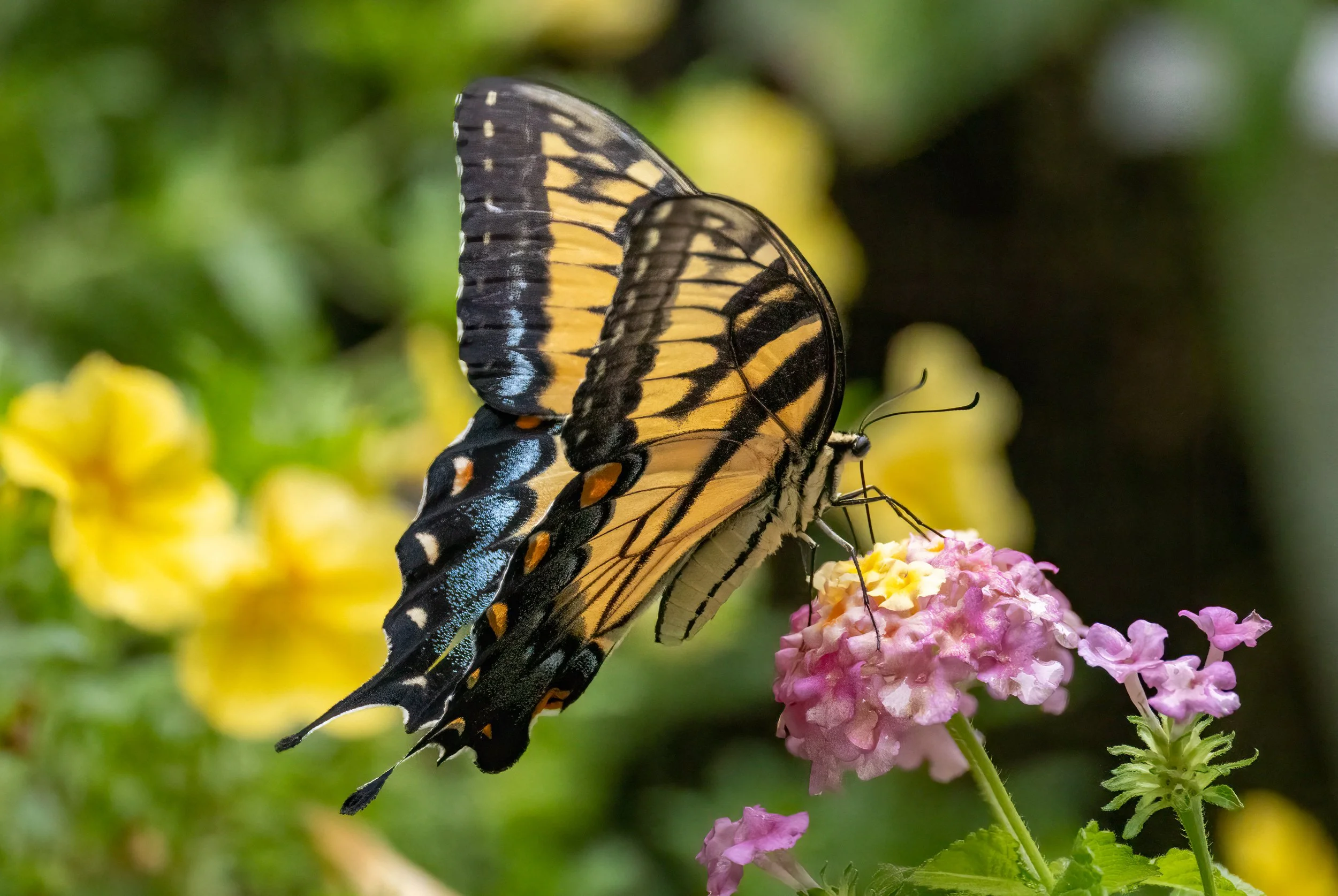 8L2A2515-Edit.jpg