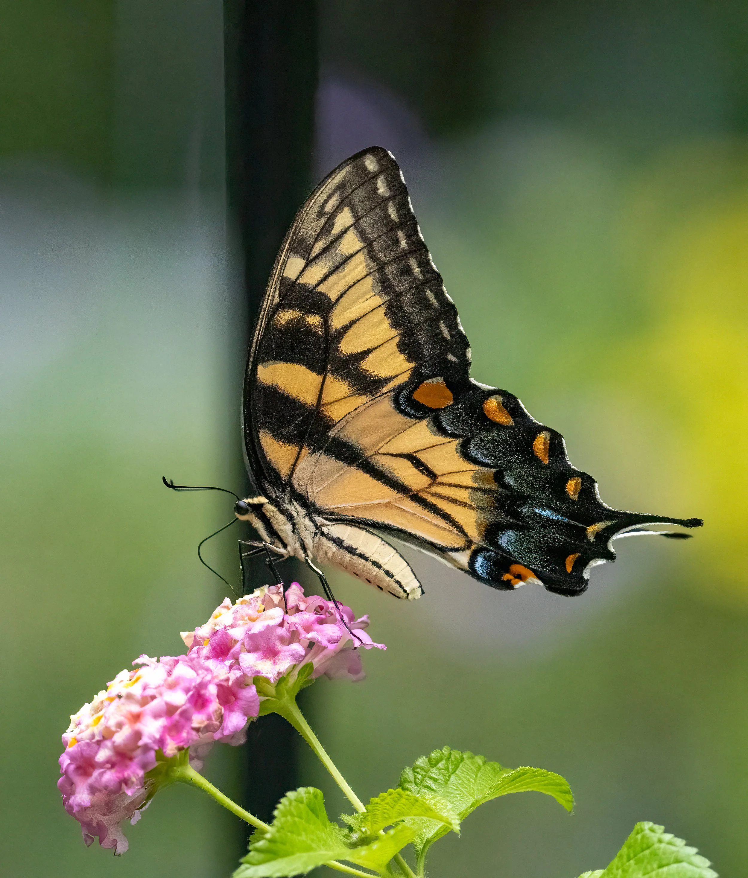 8L2A2541-Edit.jpg
