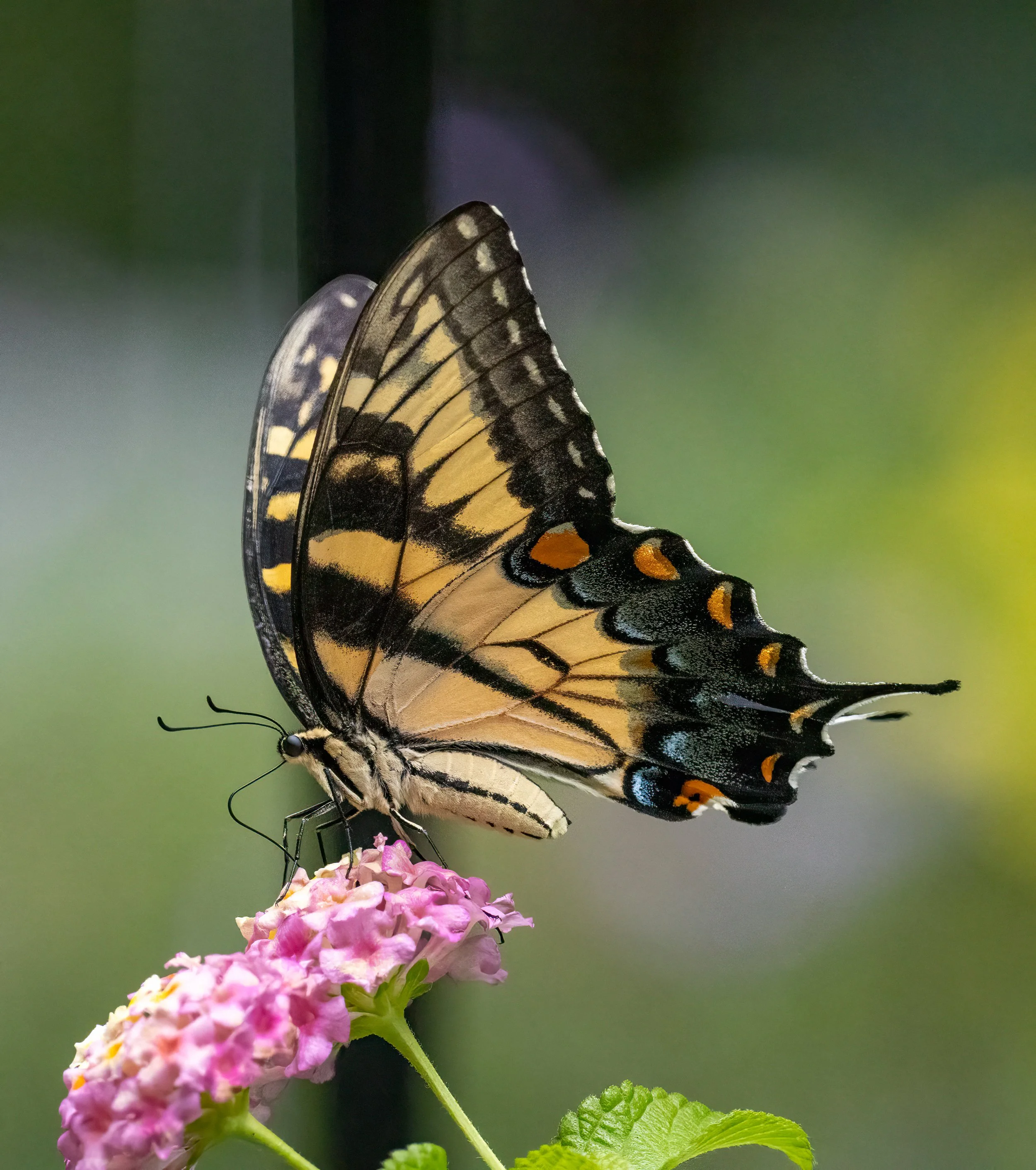 8L2A2560-Edit.jpg
