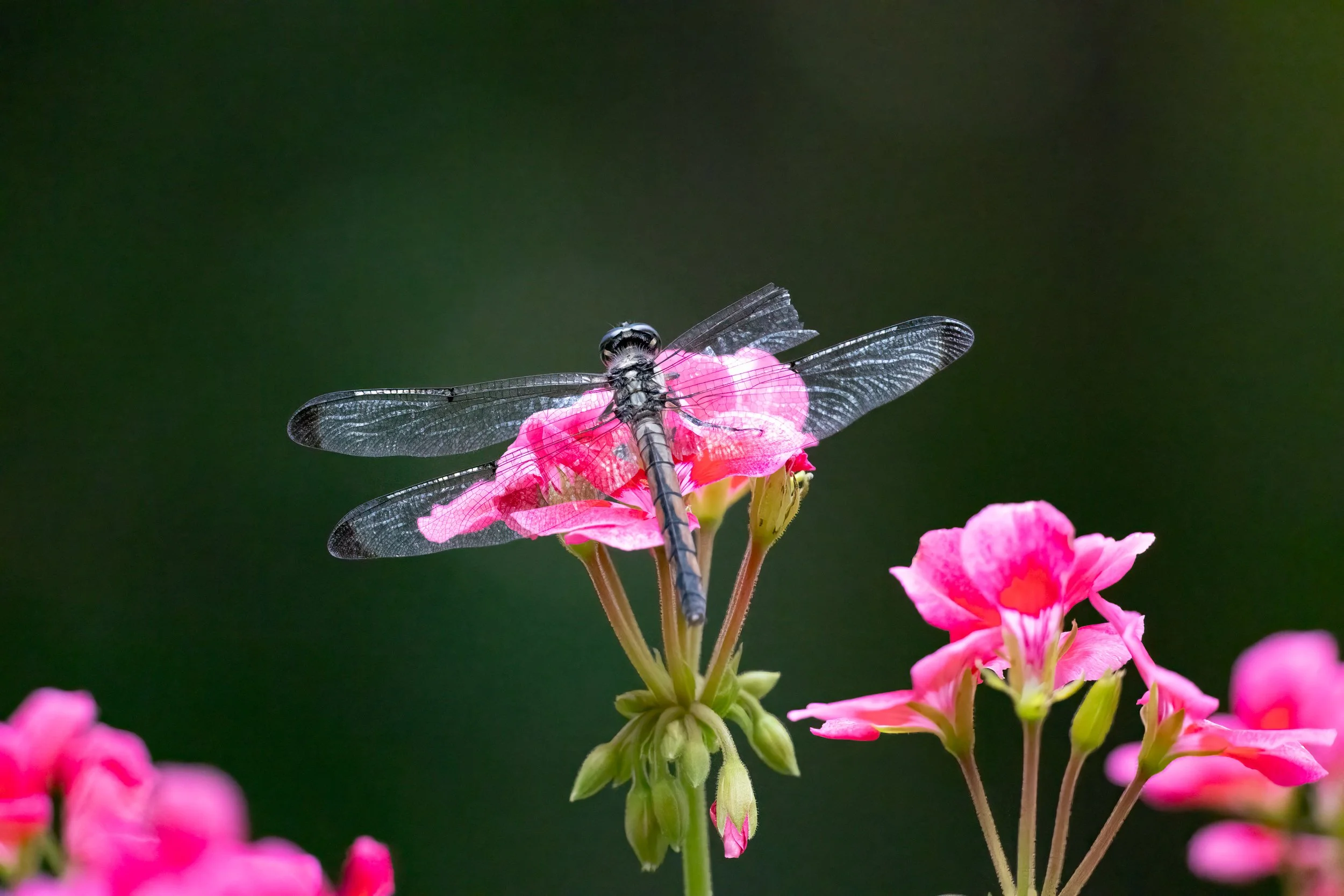 8L2A2913-Edit.jpg