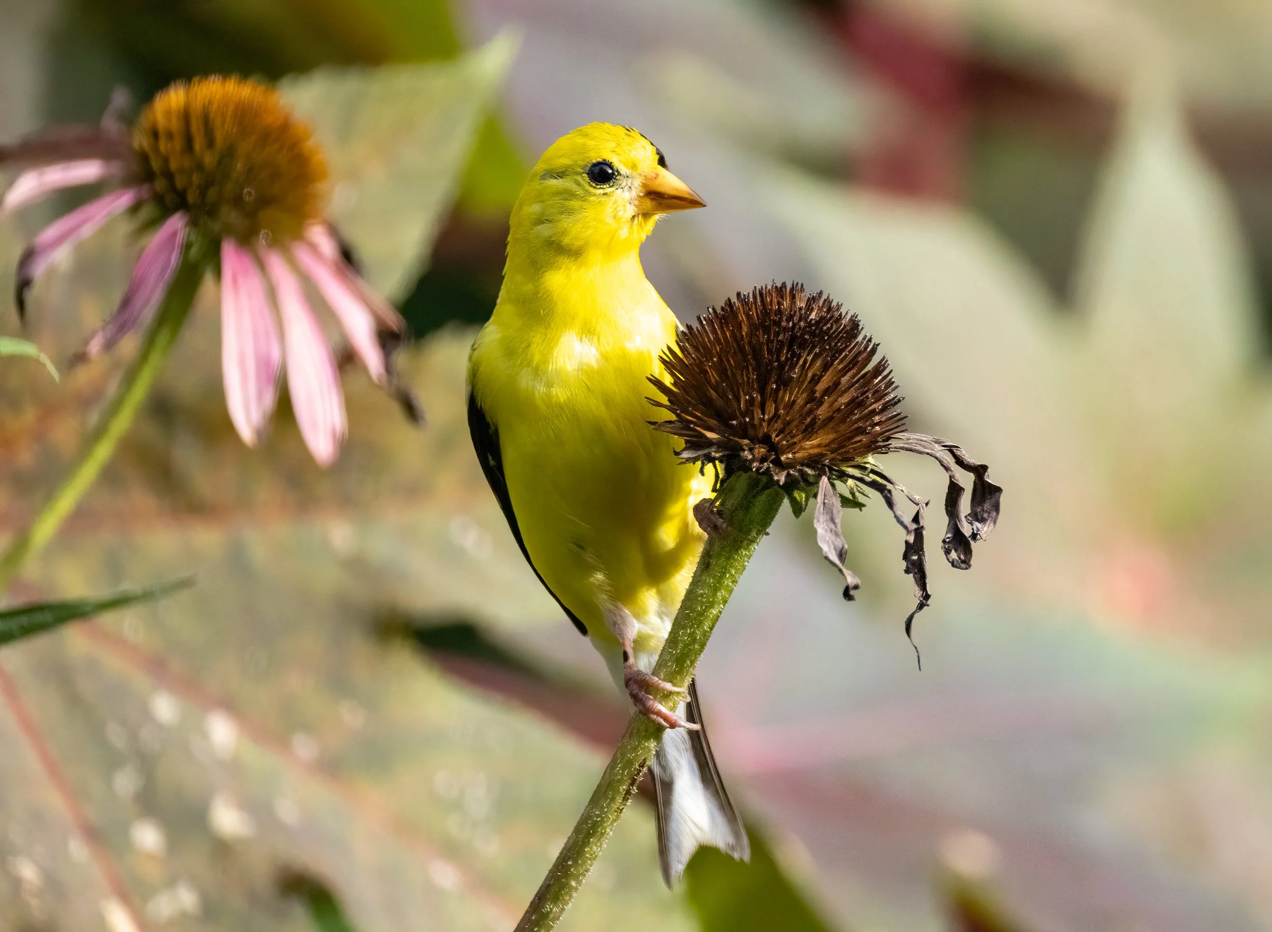 8L2A3418-Edit.jpg