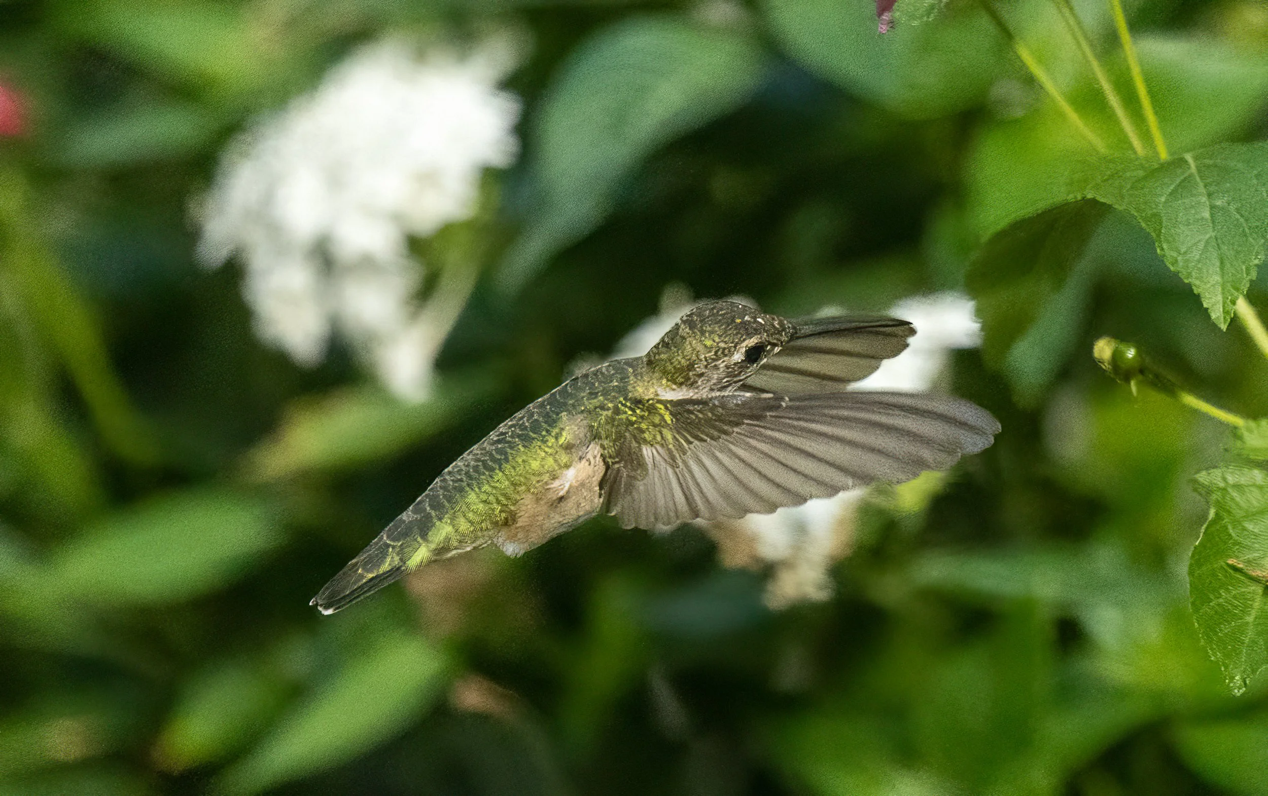 1X5A4080-Edit.jpg