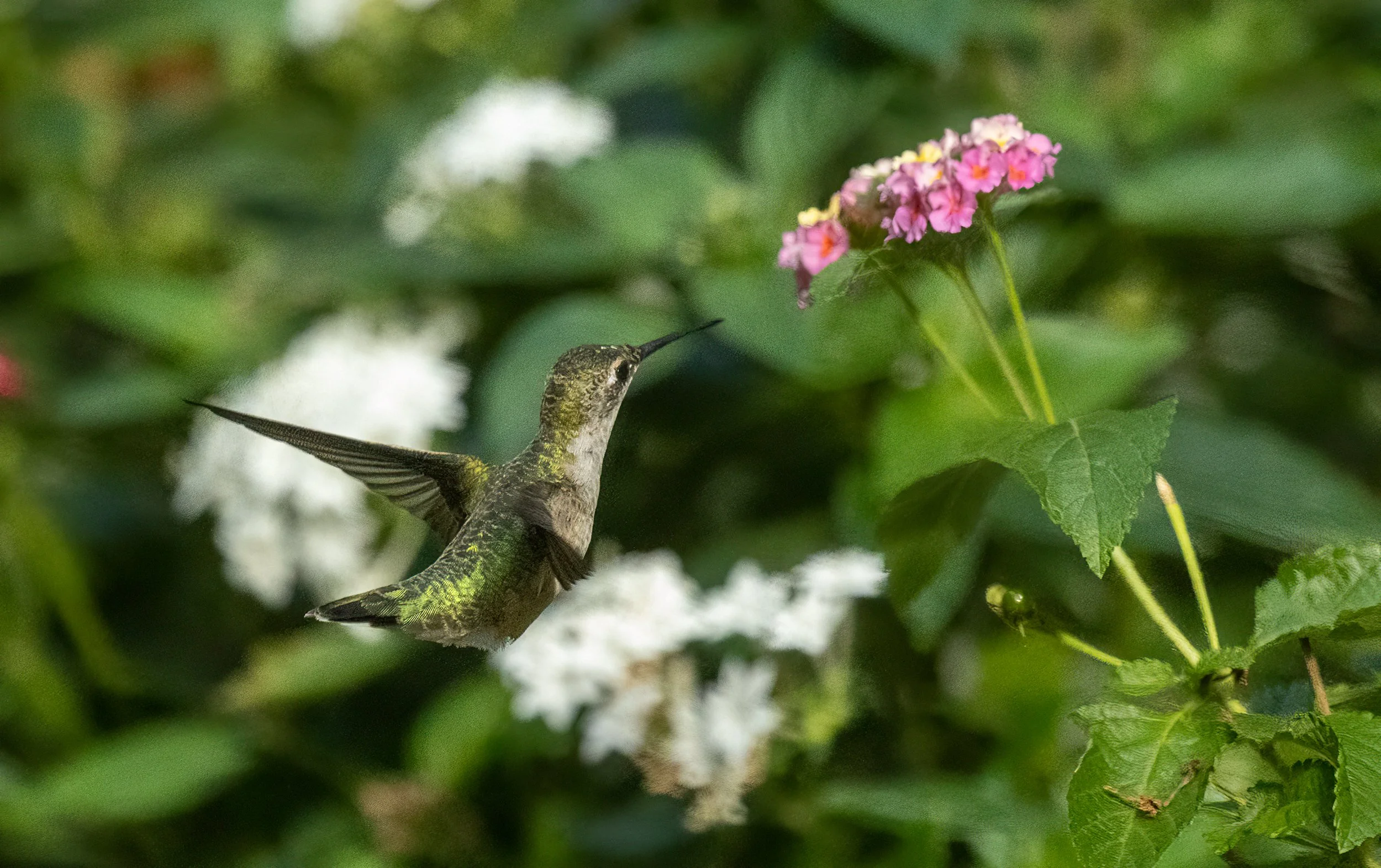 1X5A4082-Edit.jpg