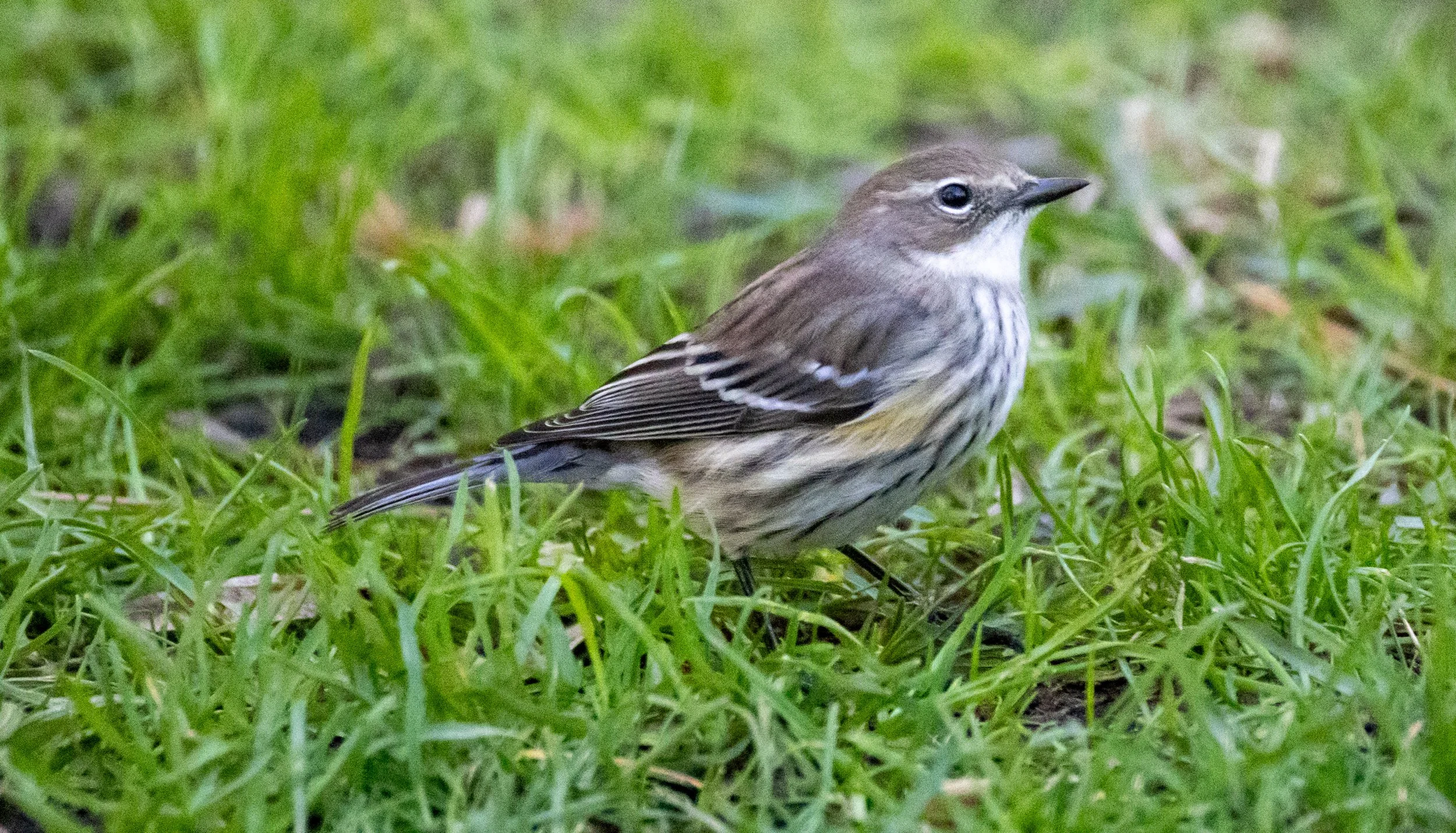 1X5A6374.jpg