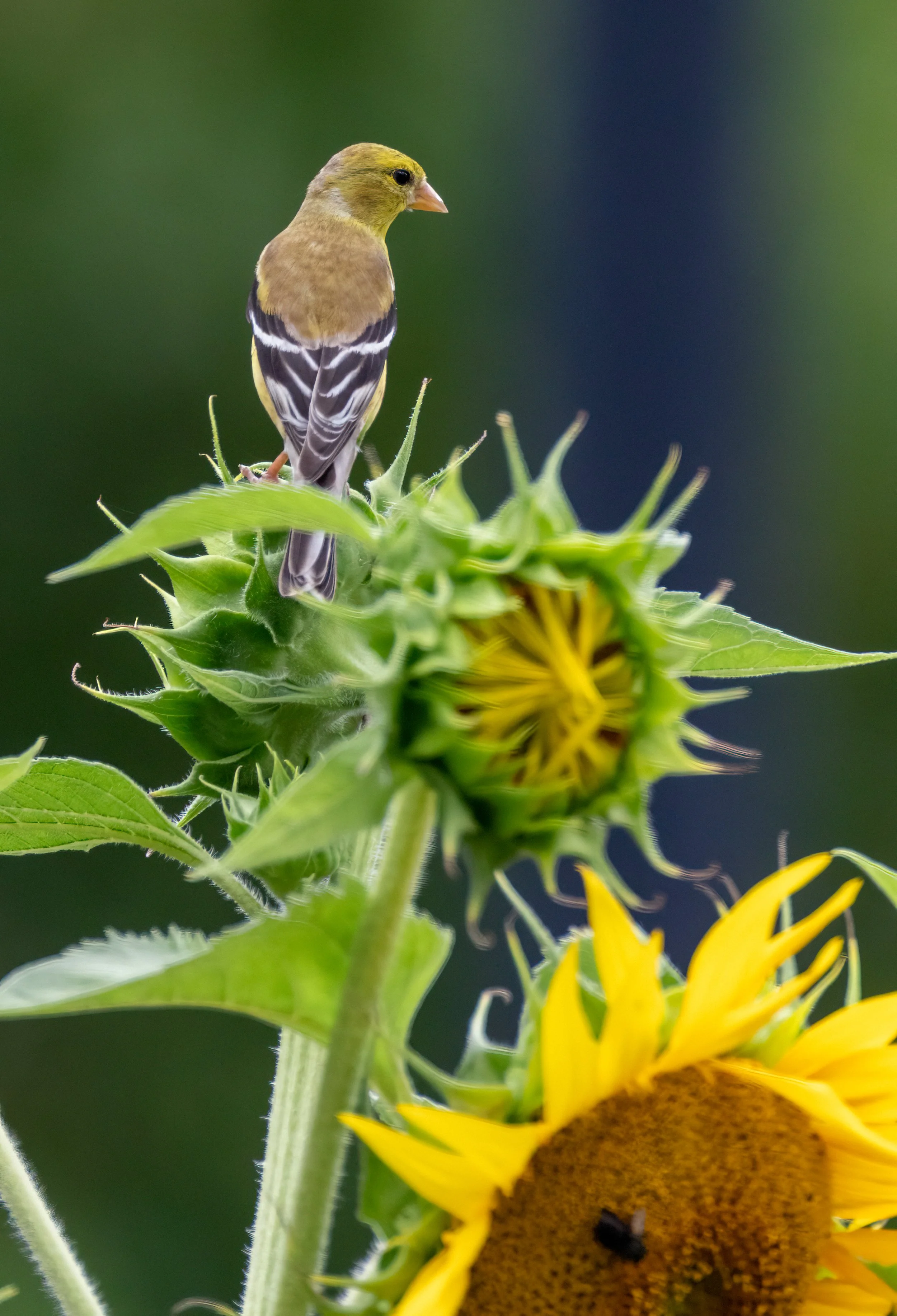 6H5A1611-Edit.jpg