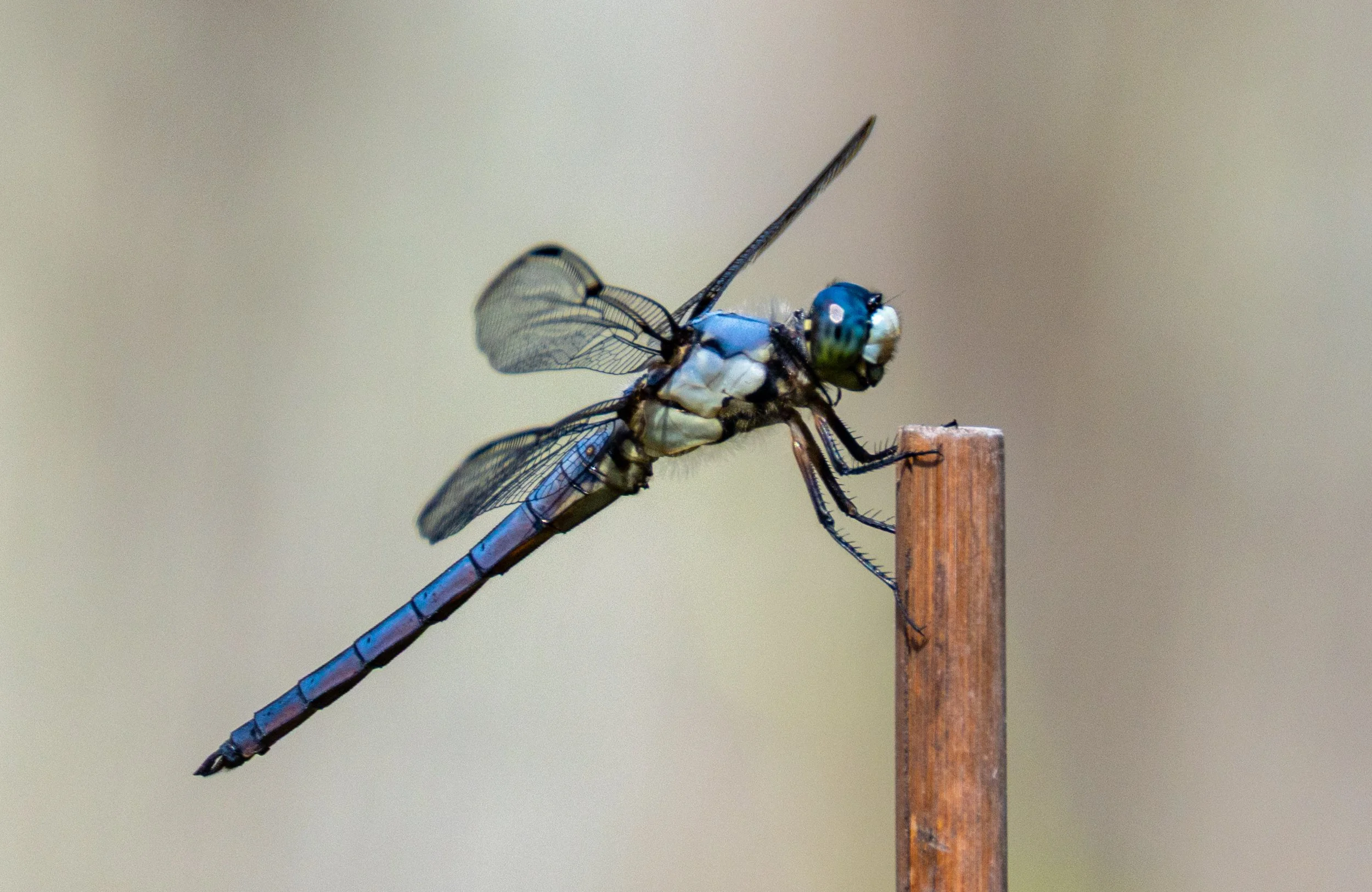 SandbridgeShorebreakNo4-3.jpg
