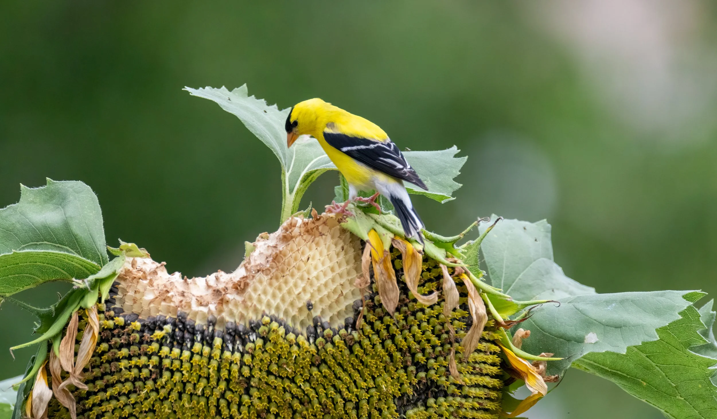 6H5A2193-Edit.jpg