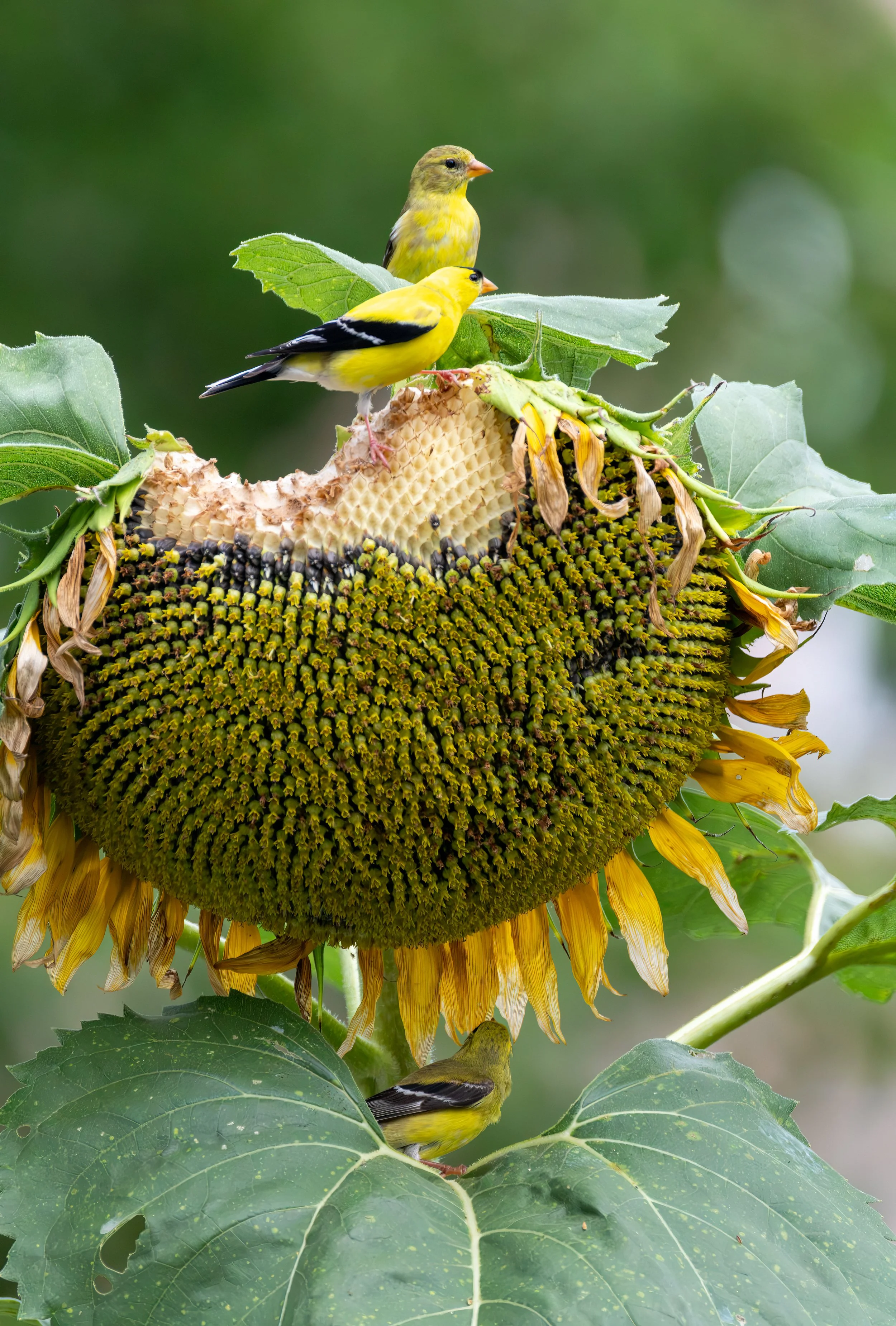 6H5A2211-Edit.jpg