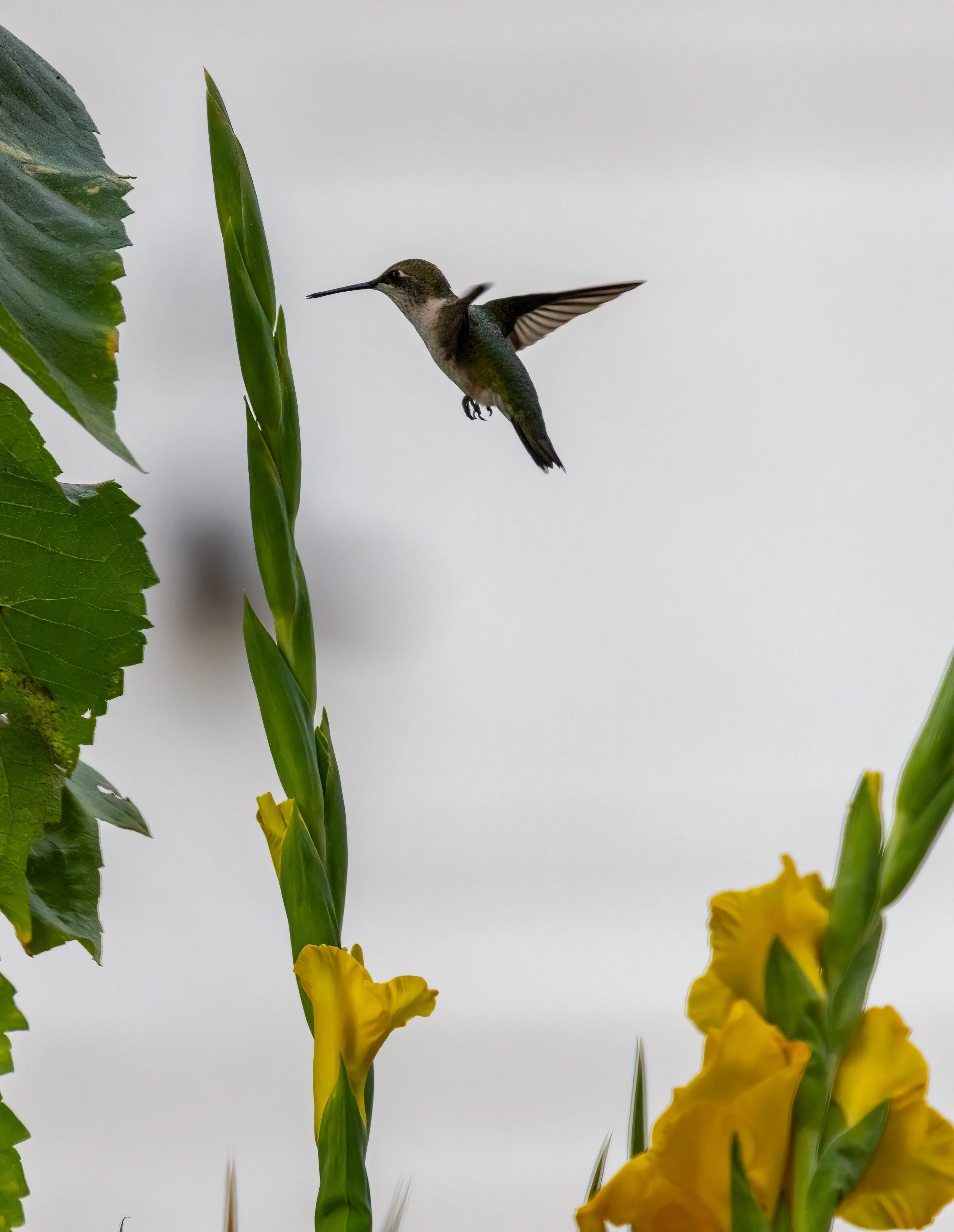6H5A2240-Edit.jpg