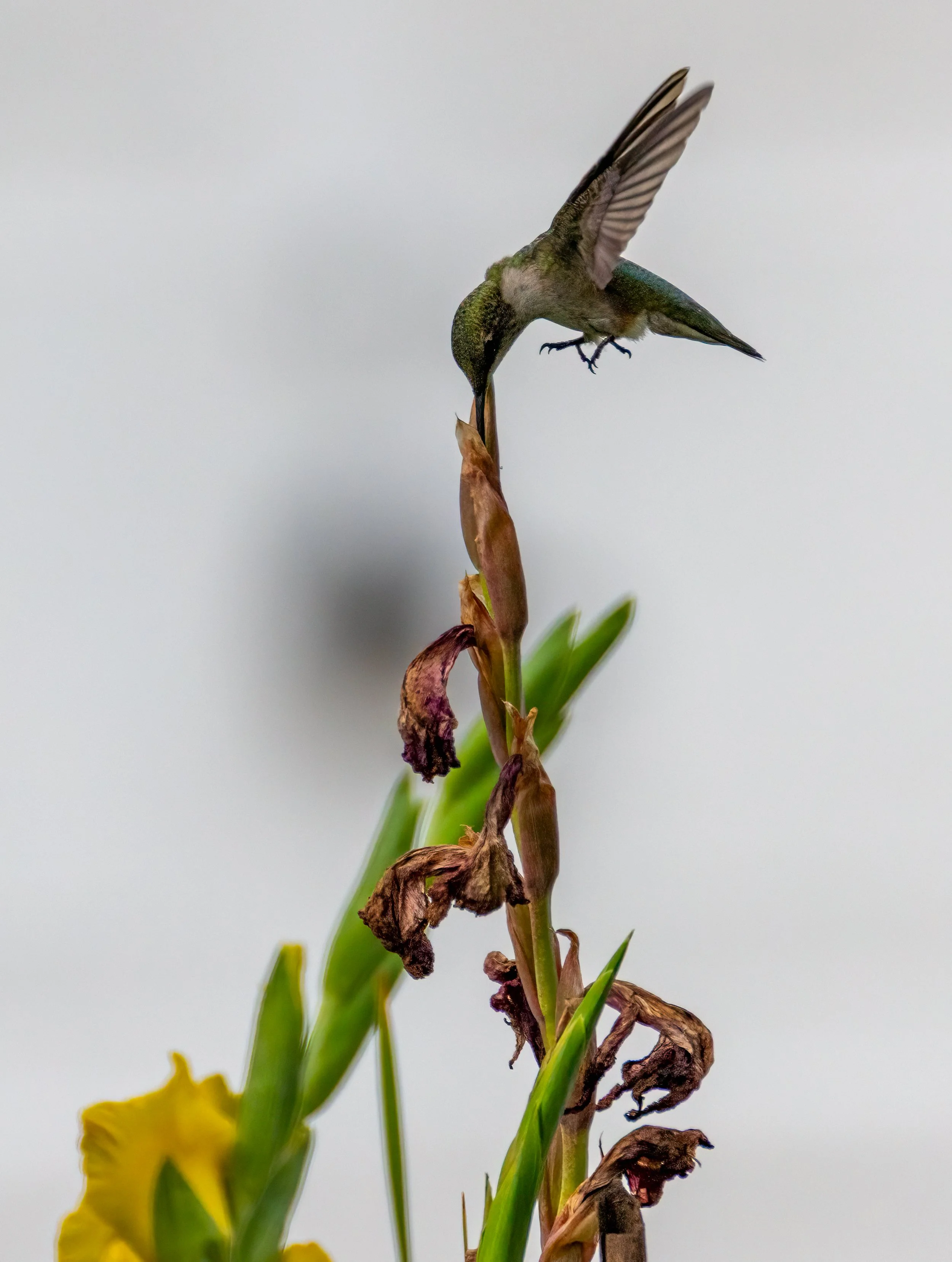 6H5A2295-Edit.jpg