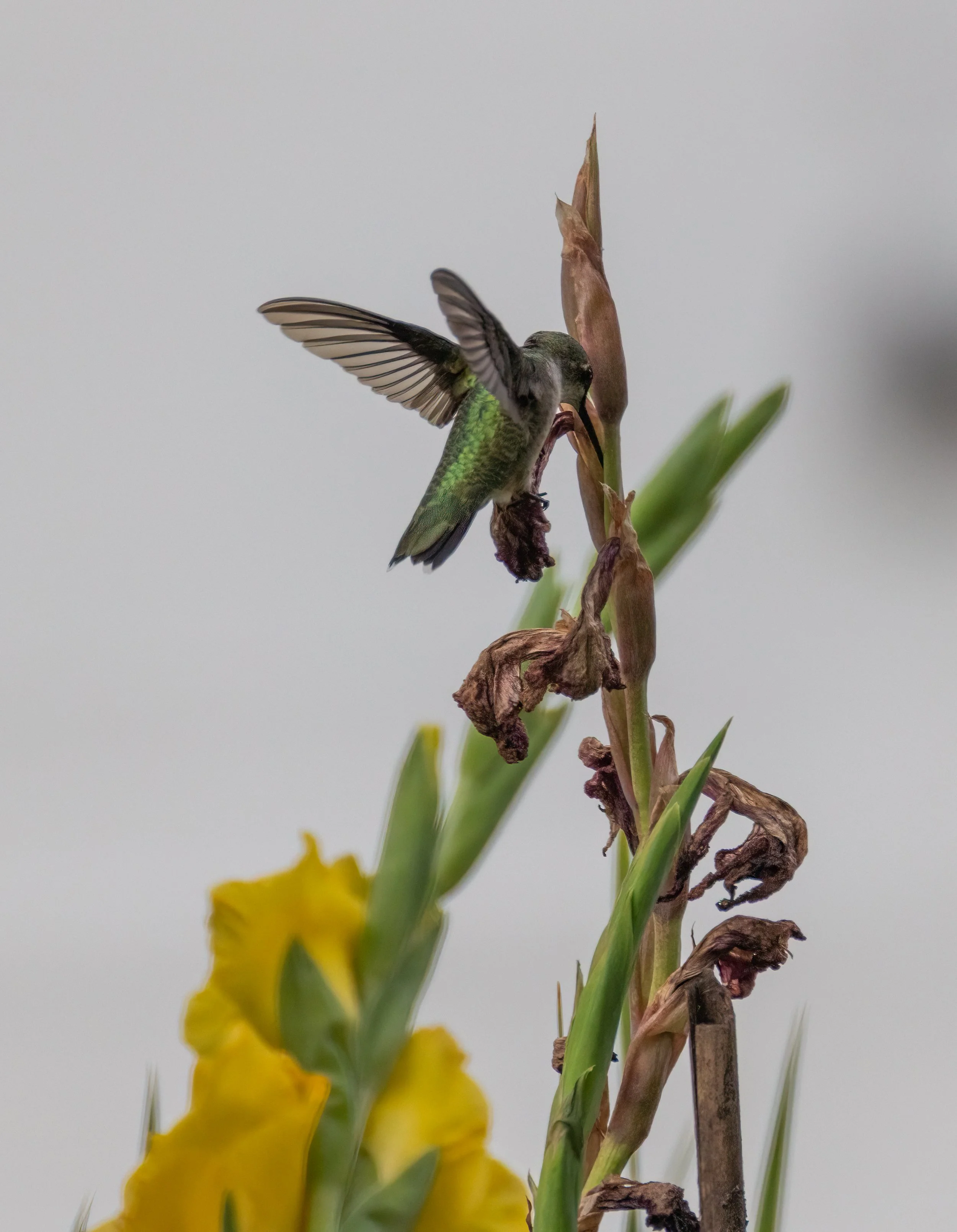 6H5A2305-Edit.jpg