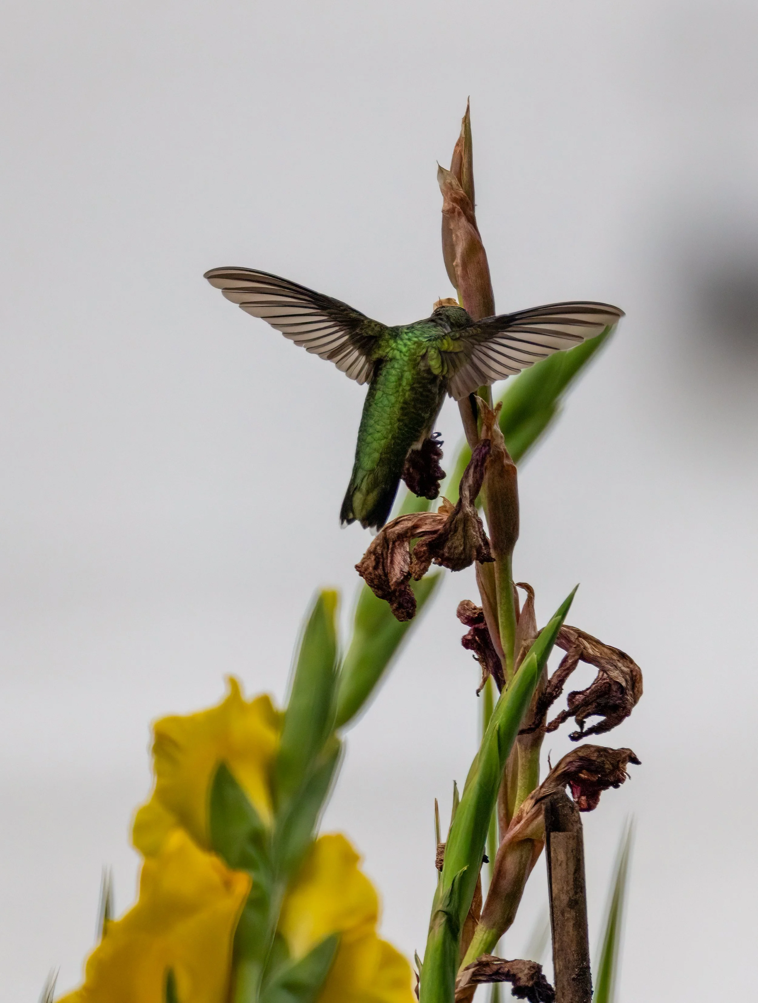 6H5A2308-Edit.jpg
