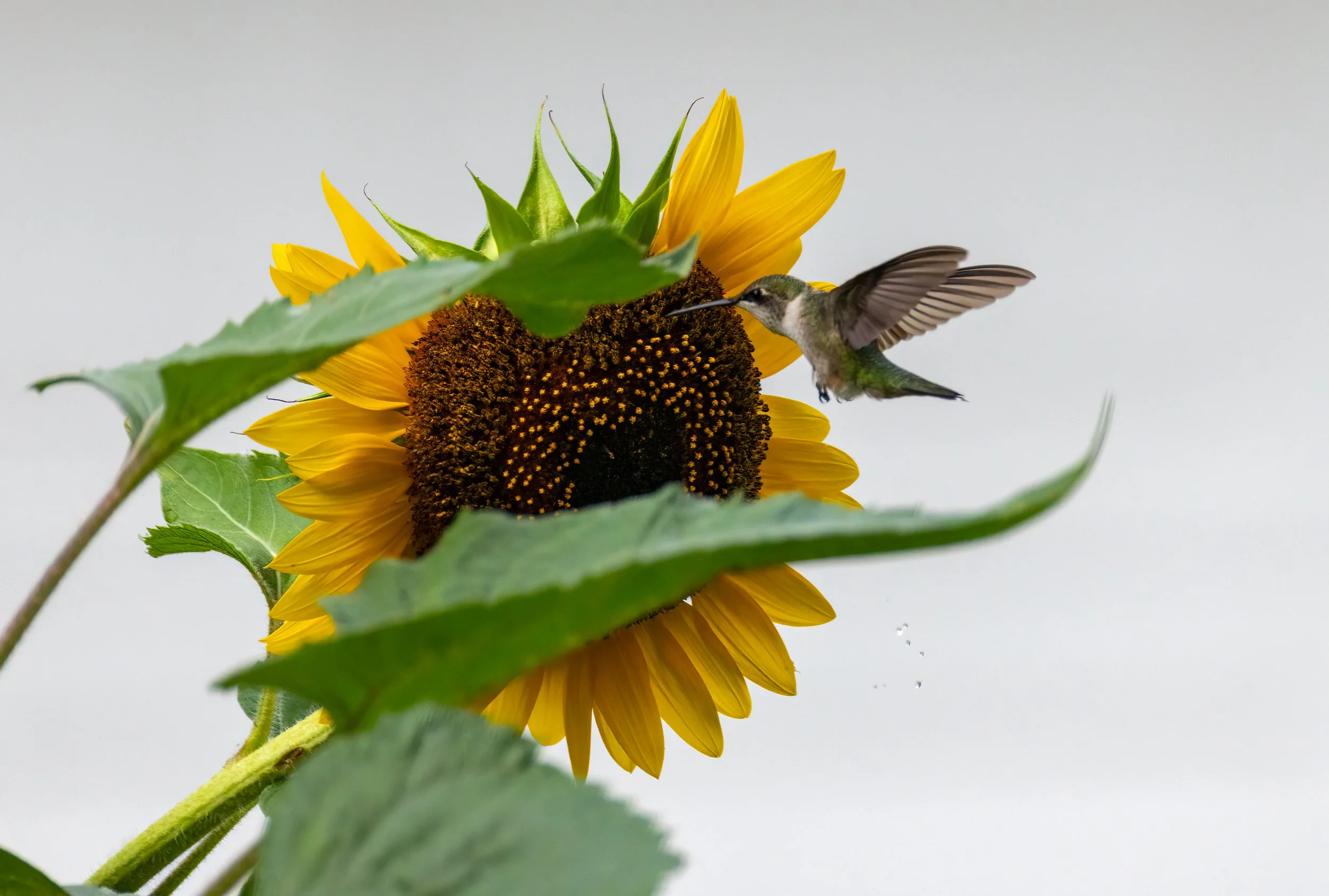 6H5A2318-Edit.jpg