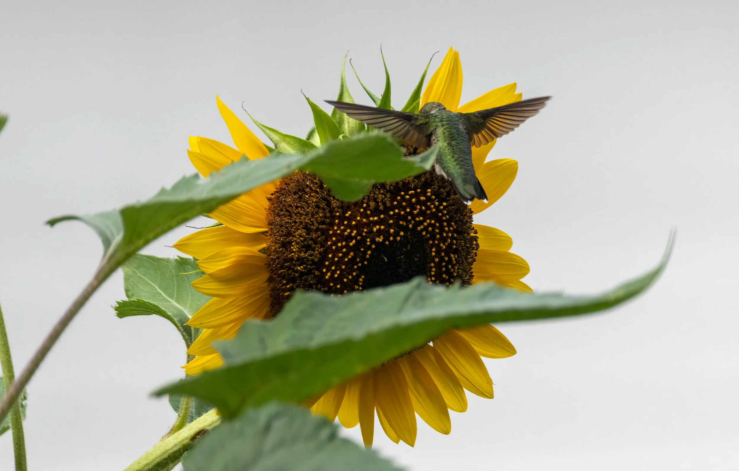 6H5A2329-Edit.jpg