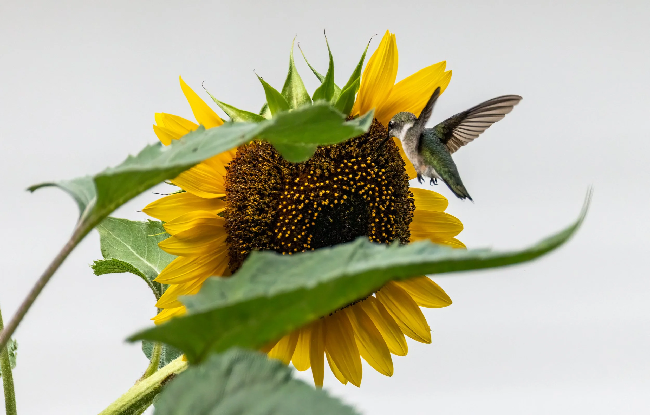 6H5A2338-Edit.jpg