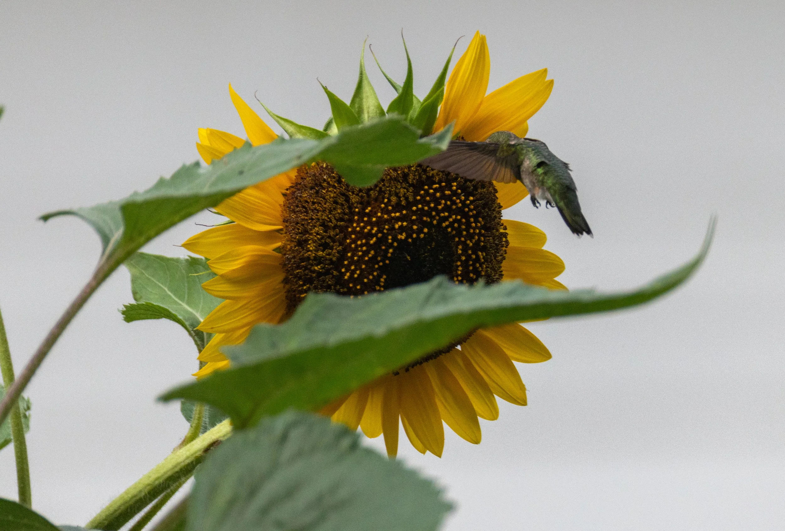 6H5A2340.jpg