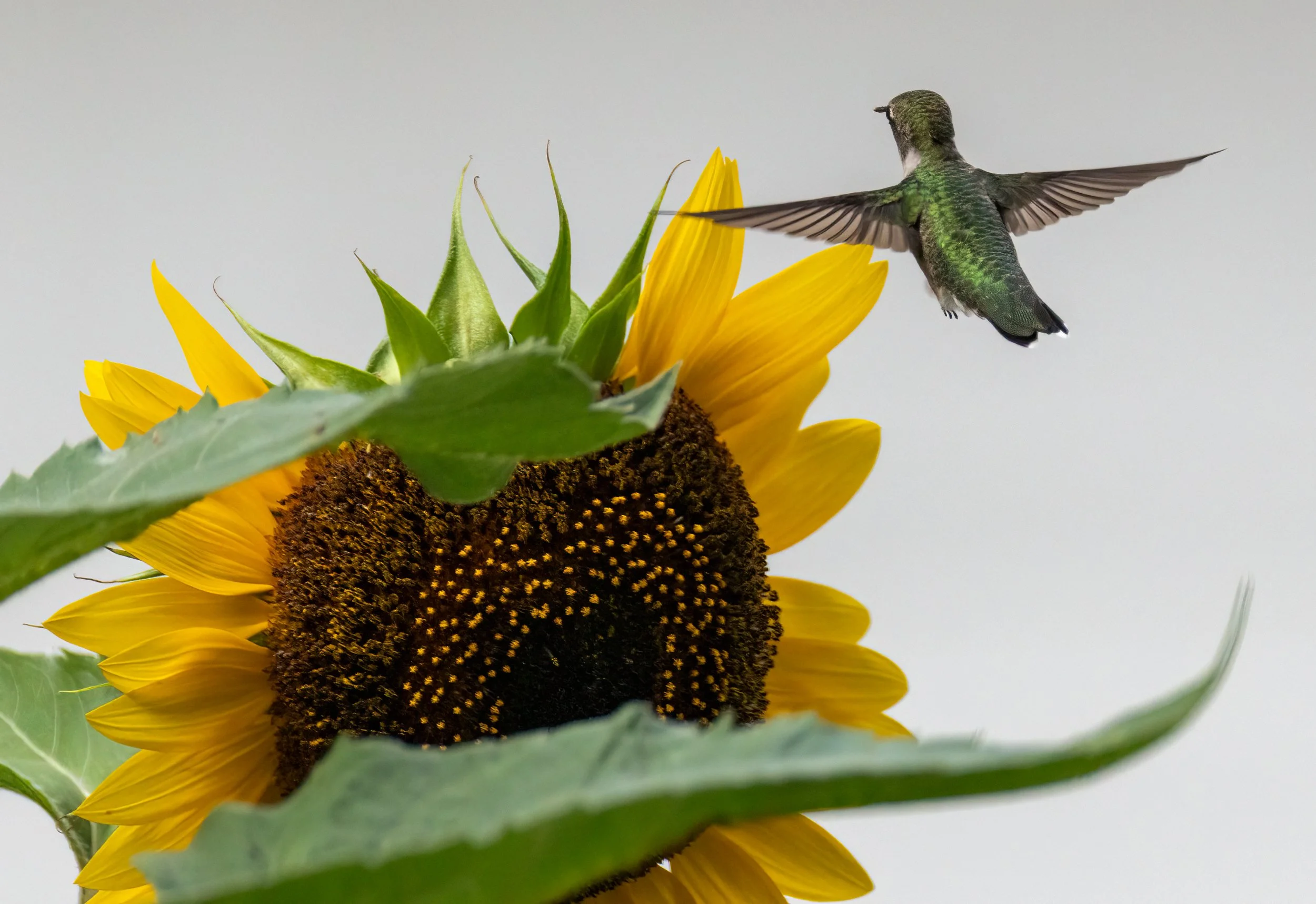 6H5A2348-Edit.jpg