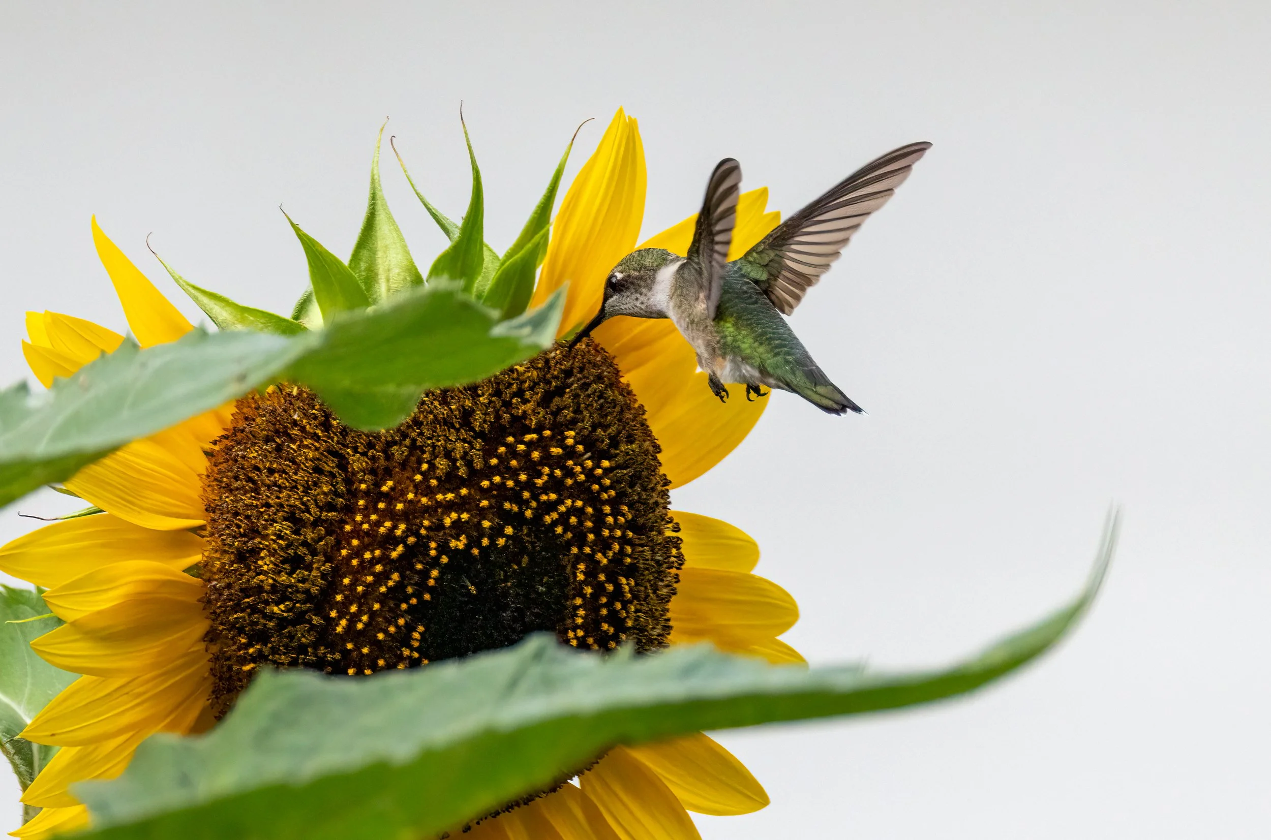 6H5A2358-Edit.jpg