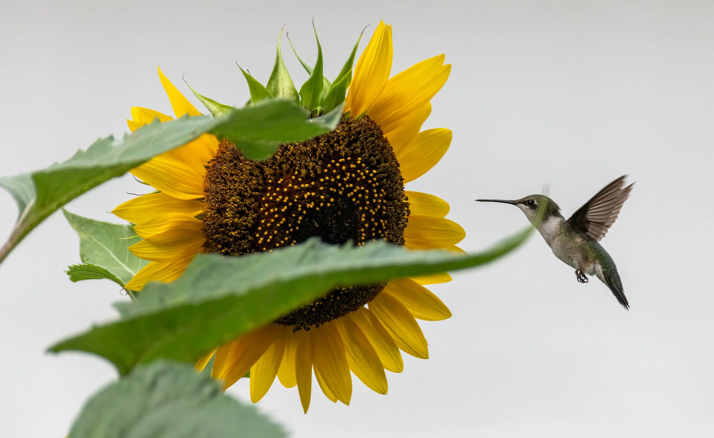 6H5A2415-Edit.jpg