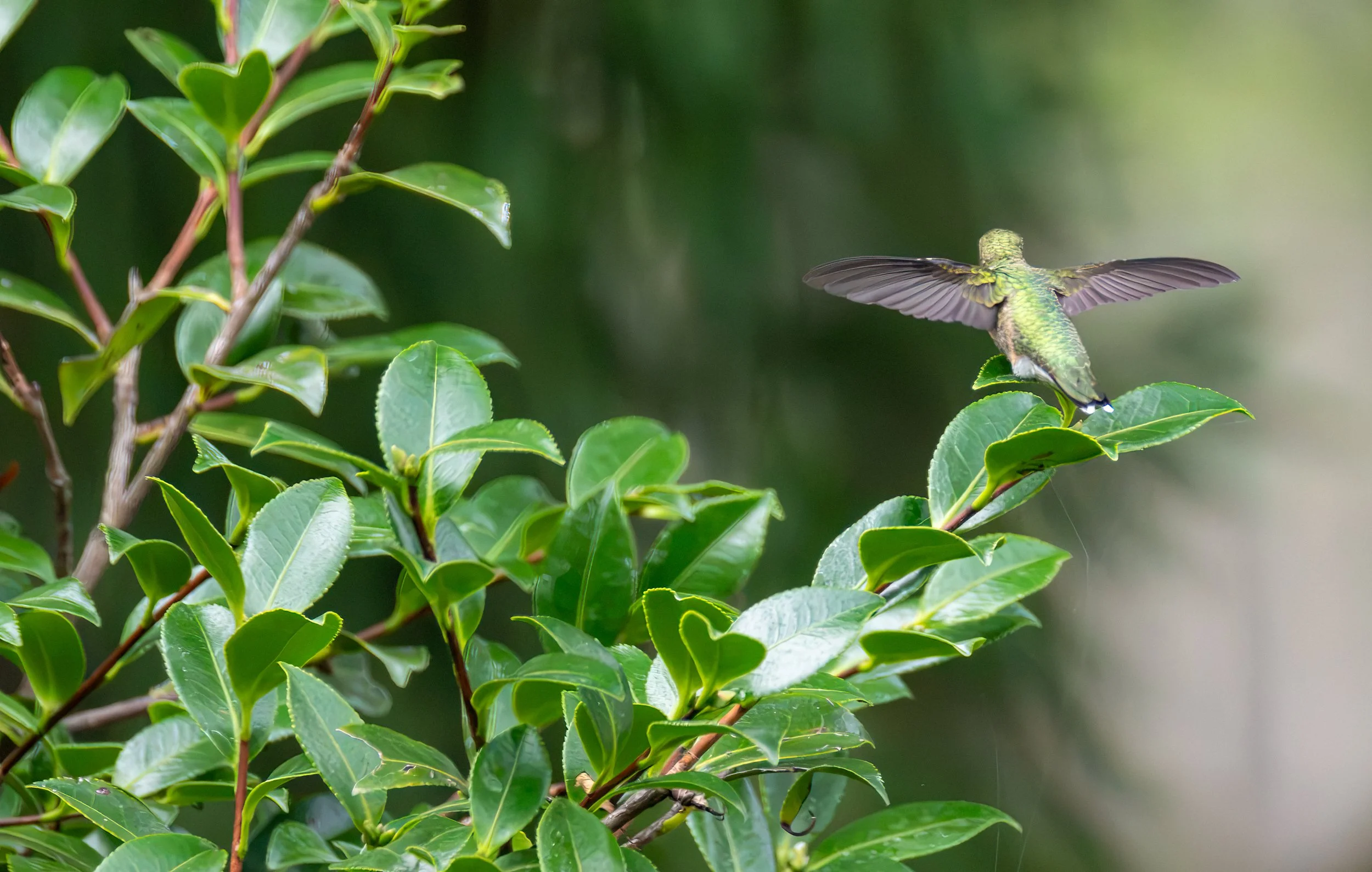 6H5A2786-Edit.jpg